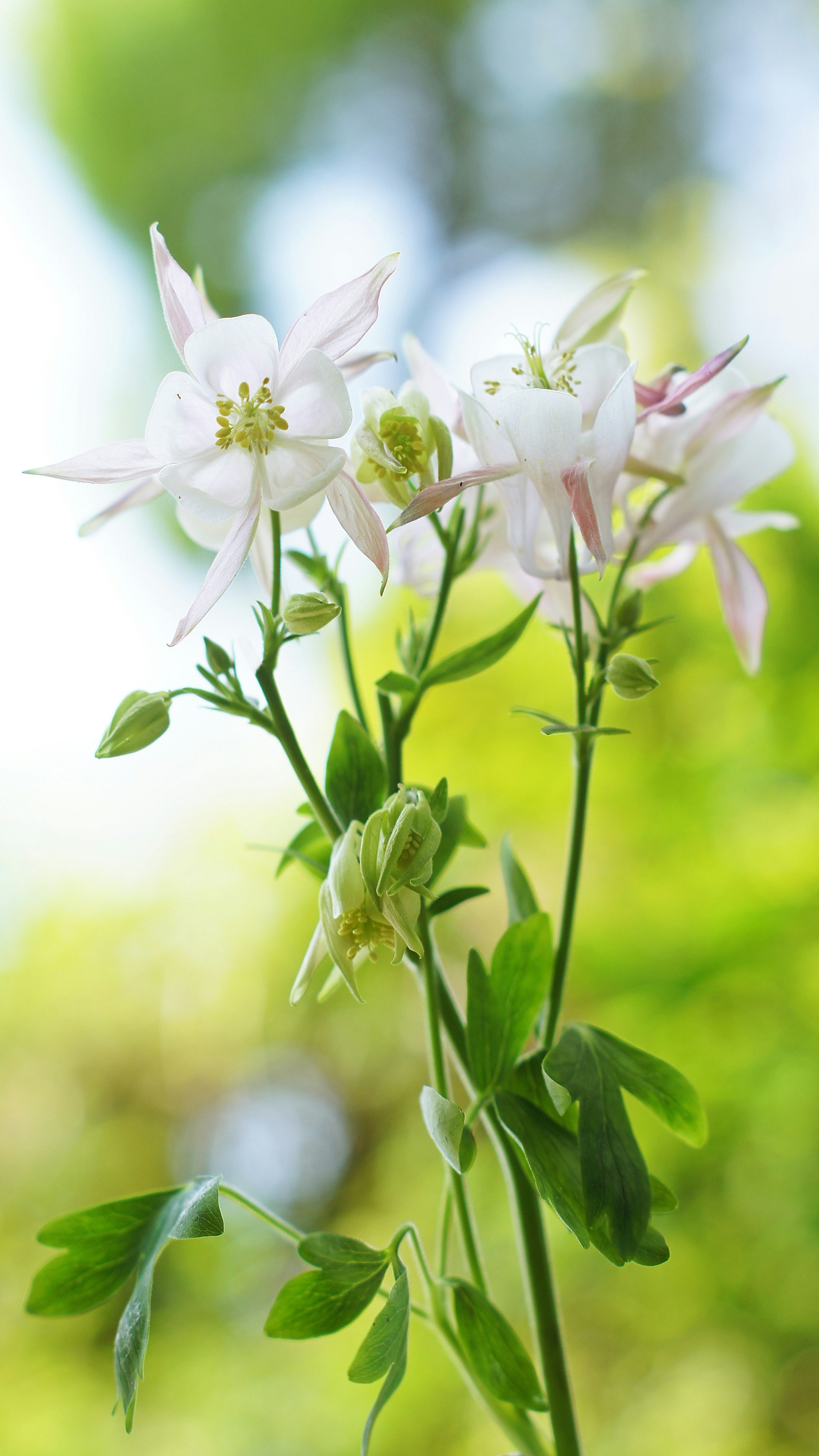 白い花を持つ植物の茎が緑の背景に立っている