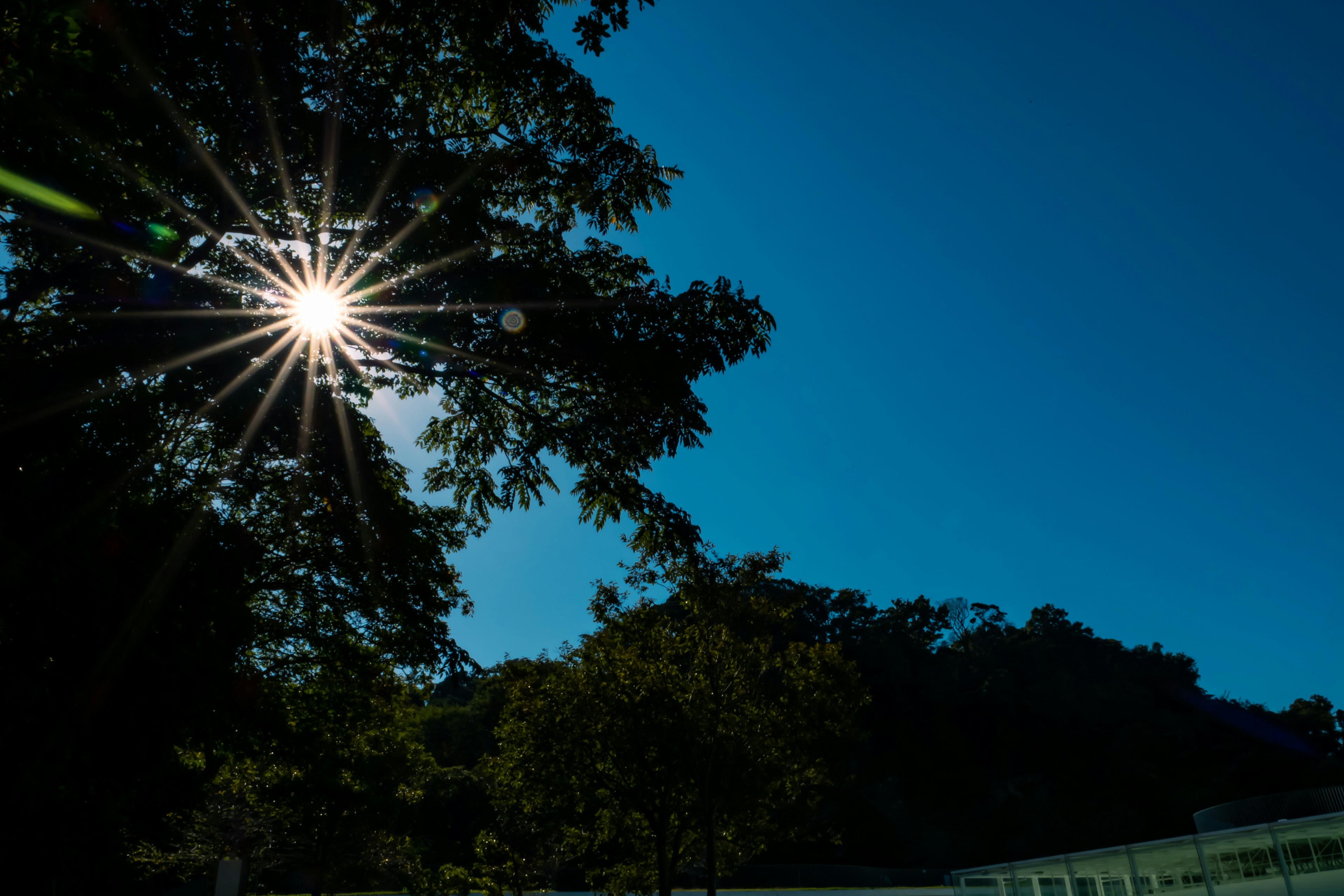 Sonne, die durch Bäume gegen einen klaren blauen Himmel scheint