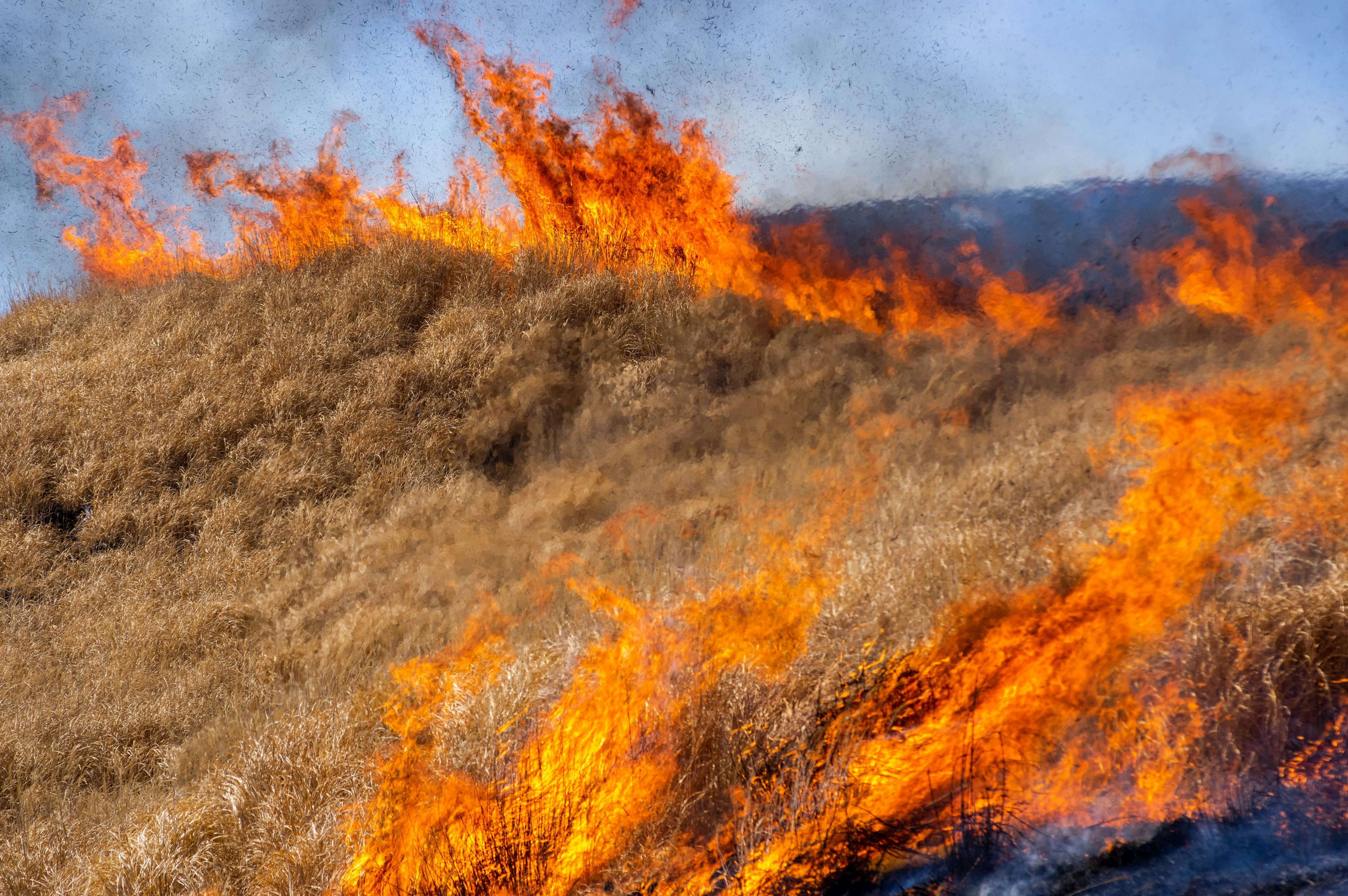 Close-up of flames consuming dry grass