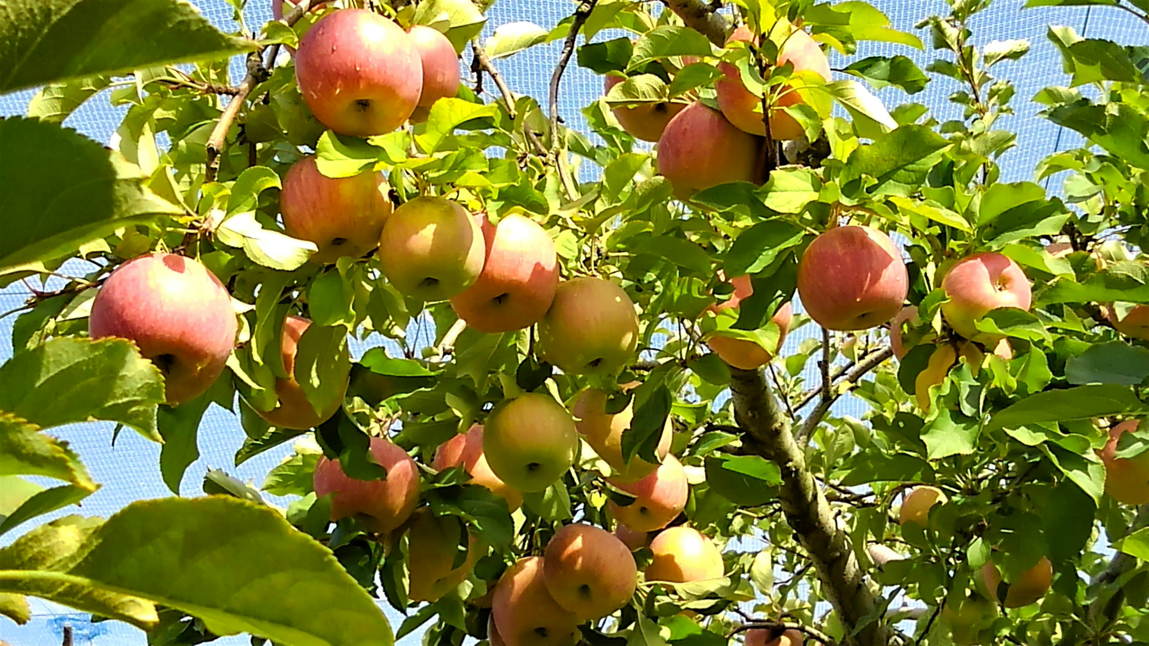 Apfelbaum mit reifen roten und grünen Äpfeln unter einem blauen Himmel