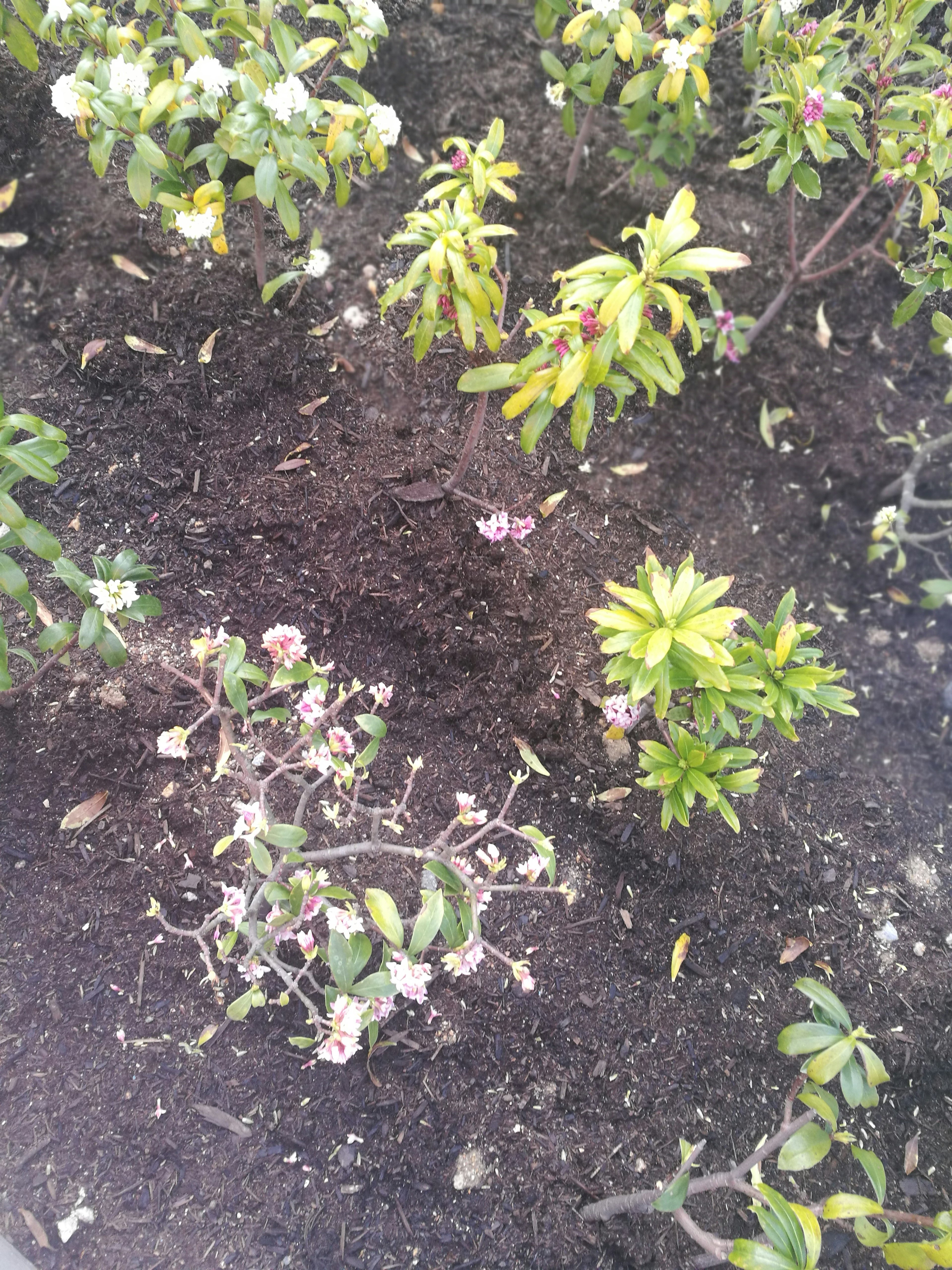 土の中に緑の葉と小さな花を持つ植物が見える