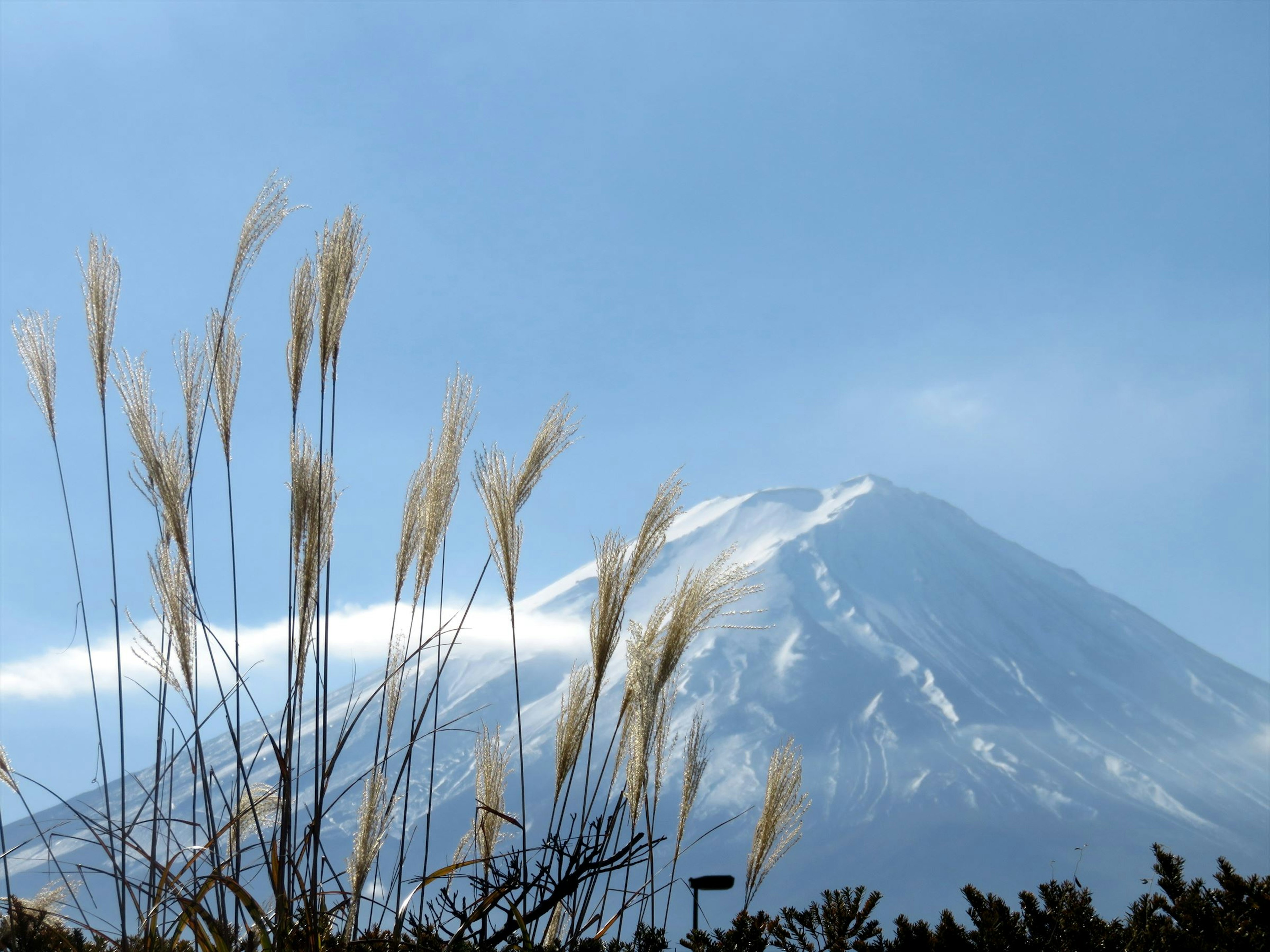 Gunung Fuji bersalju dengan tanaman mirip rumput di latar depan