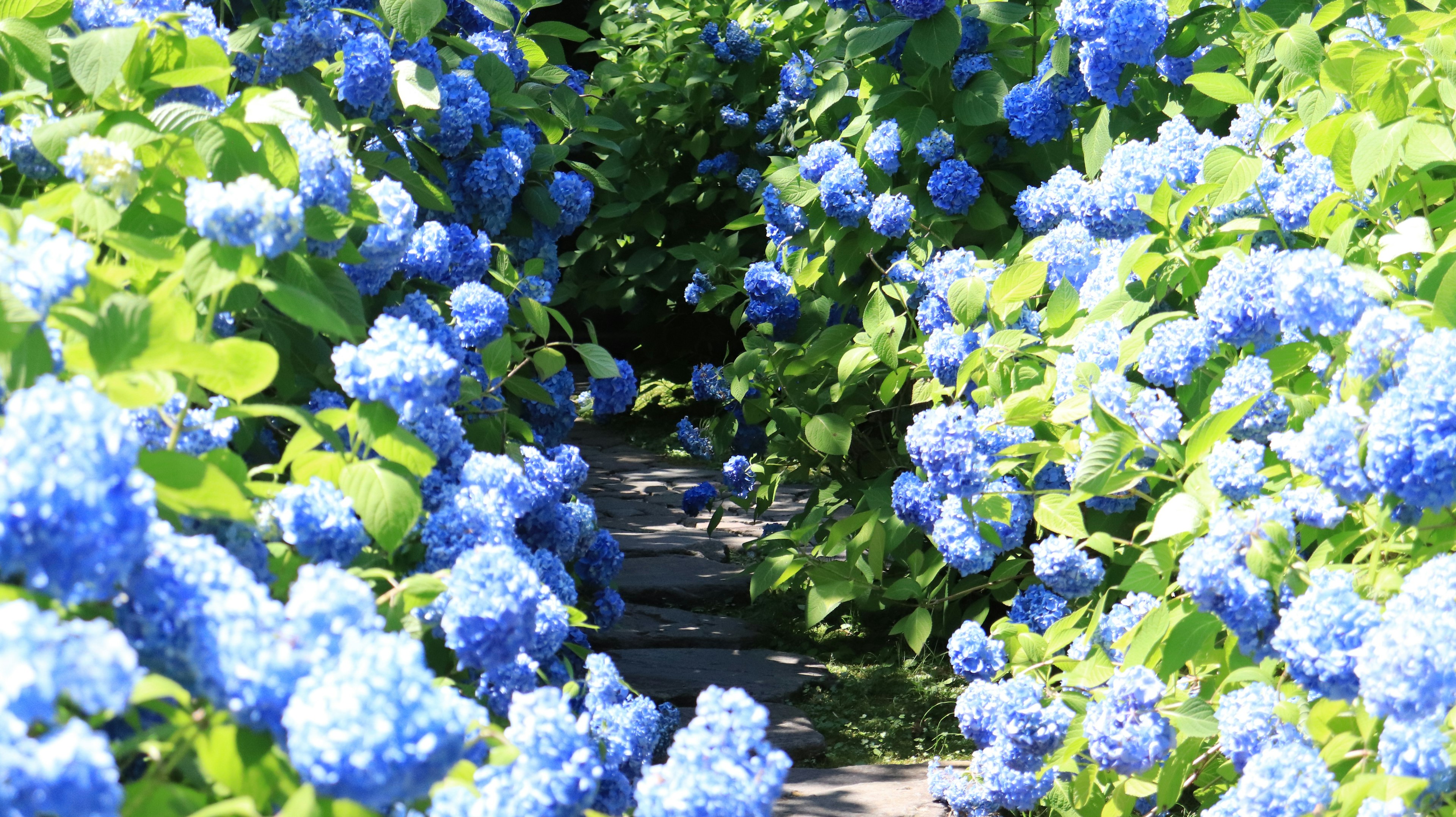 Pathway lined with vibrant blue hydrangea flowers