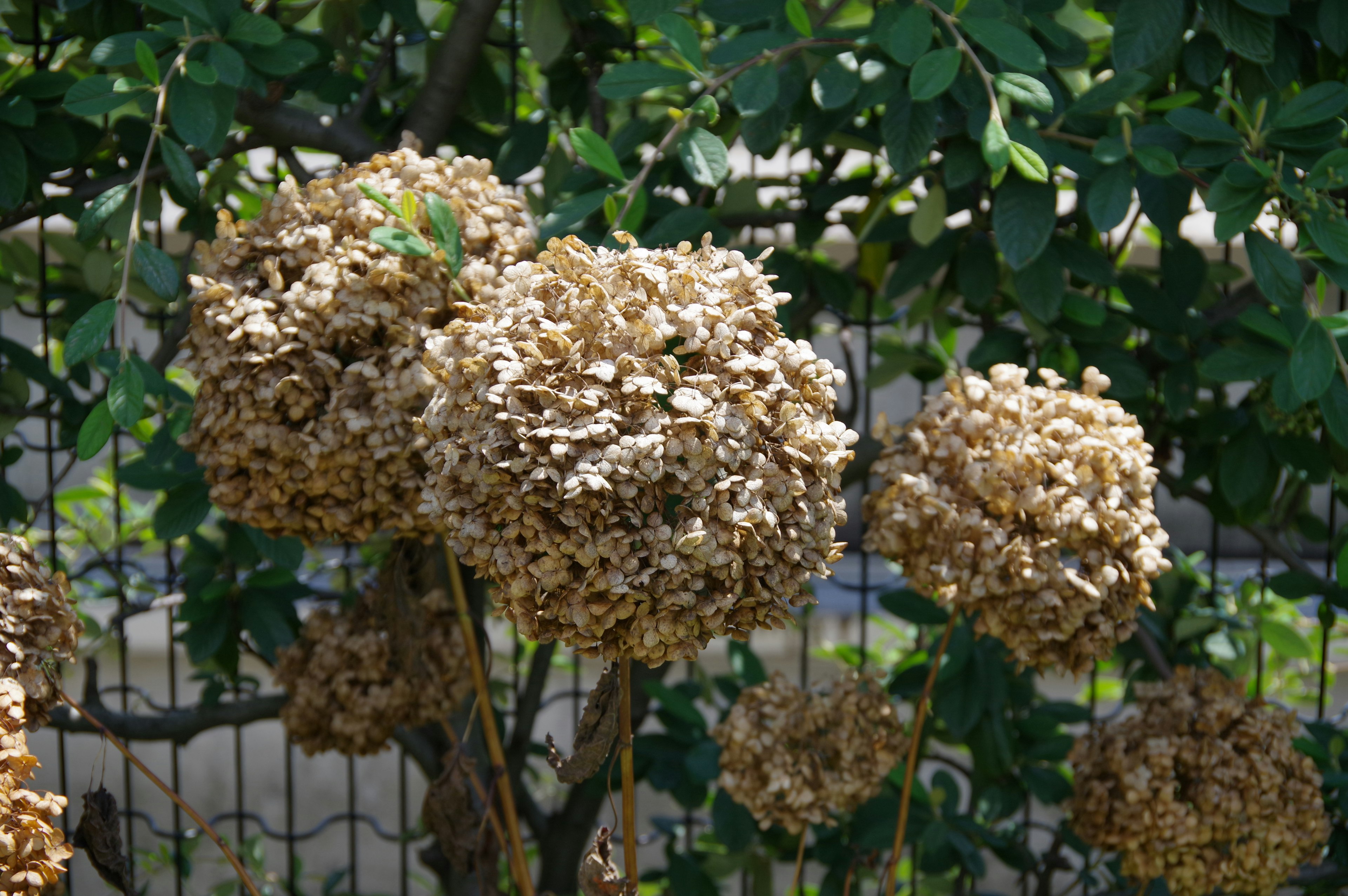 Flores de hortensia secas agrupadas