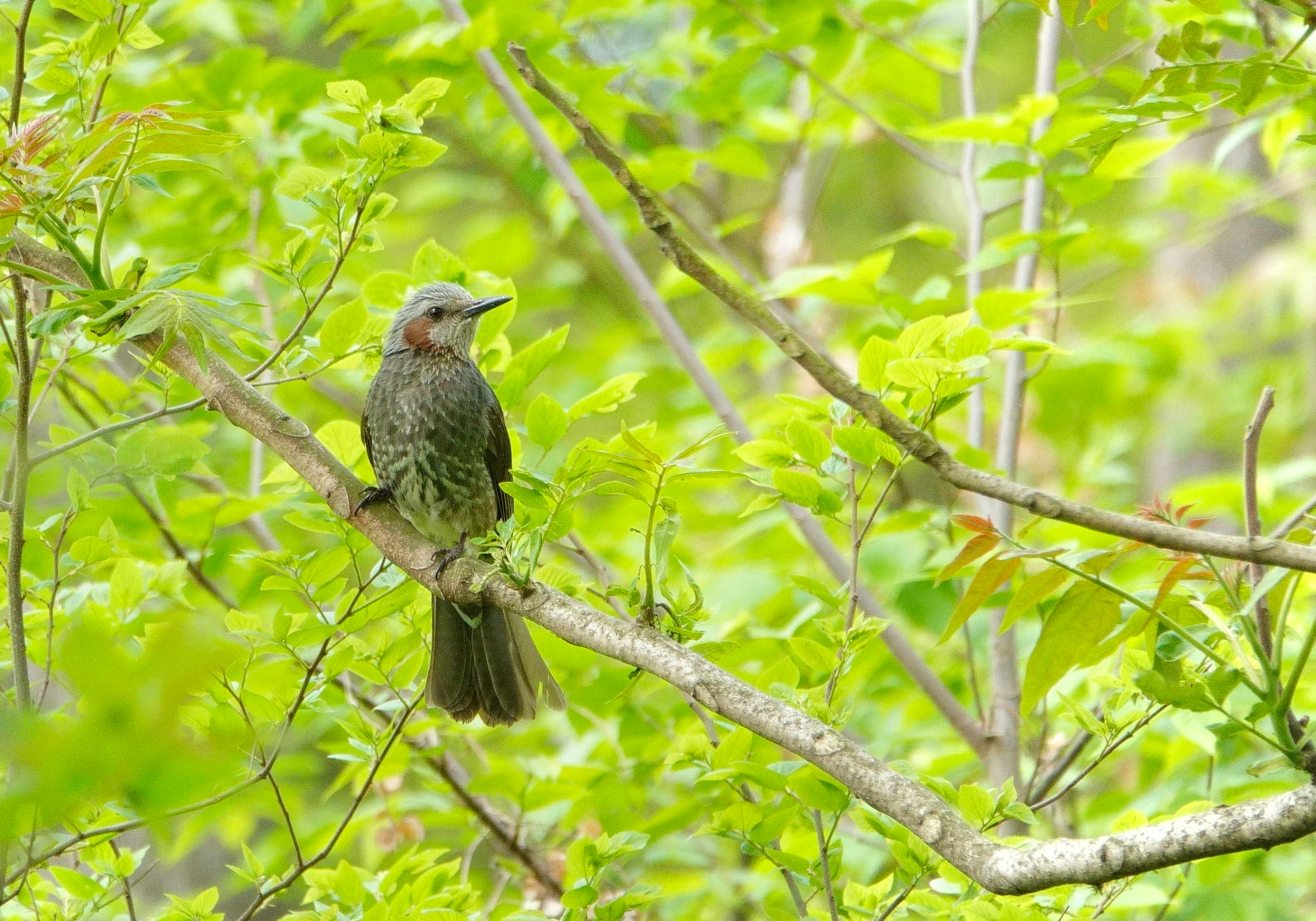 Ein kleiner Vogel sitzt auf einem Zweig umgeben von üppigem grünem Laub