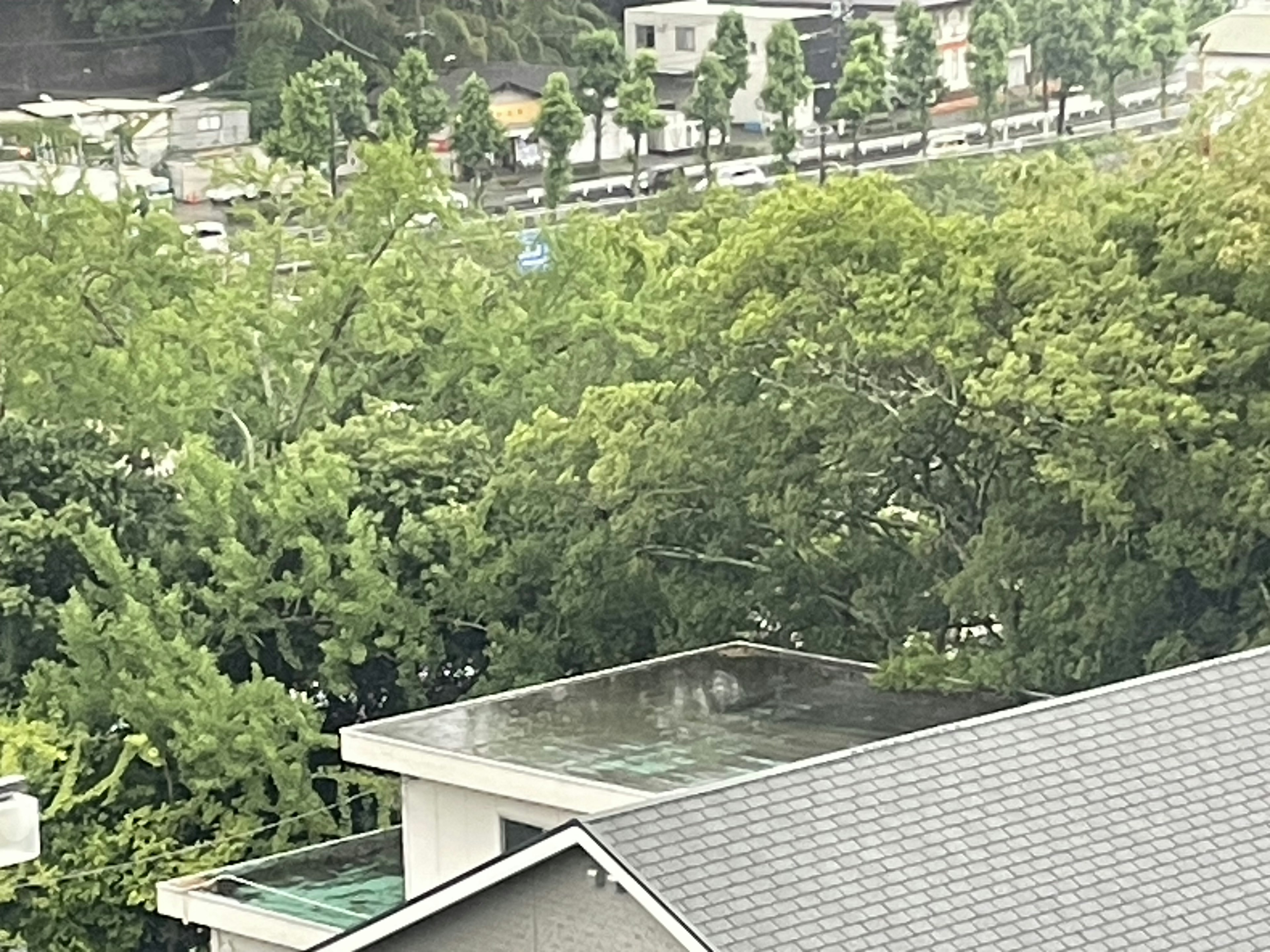 緑豊かな木々が広がる風景と屋根の上に水が溜まっている