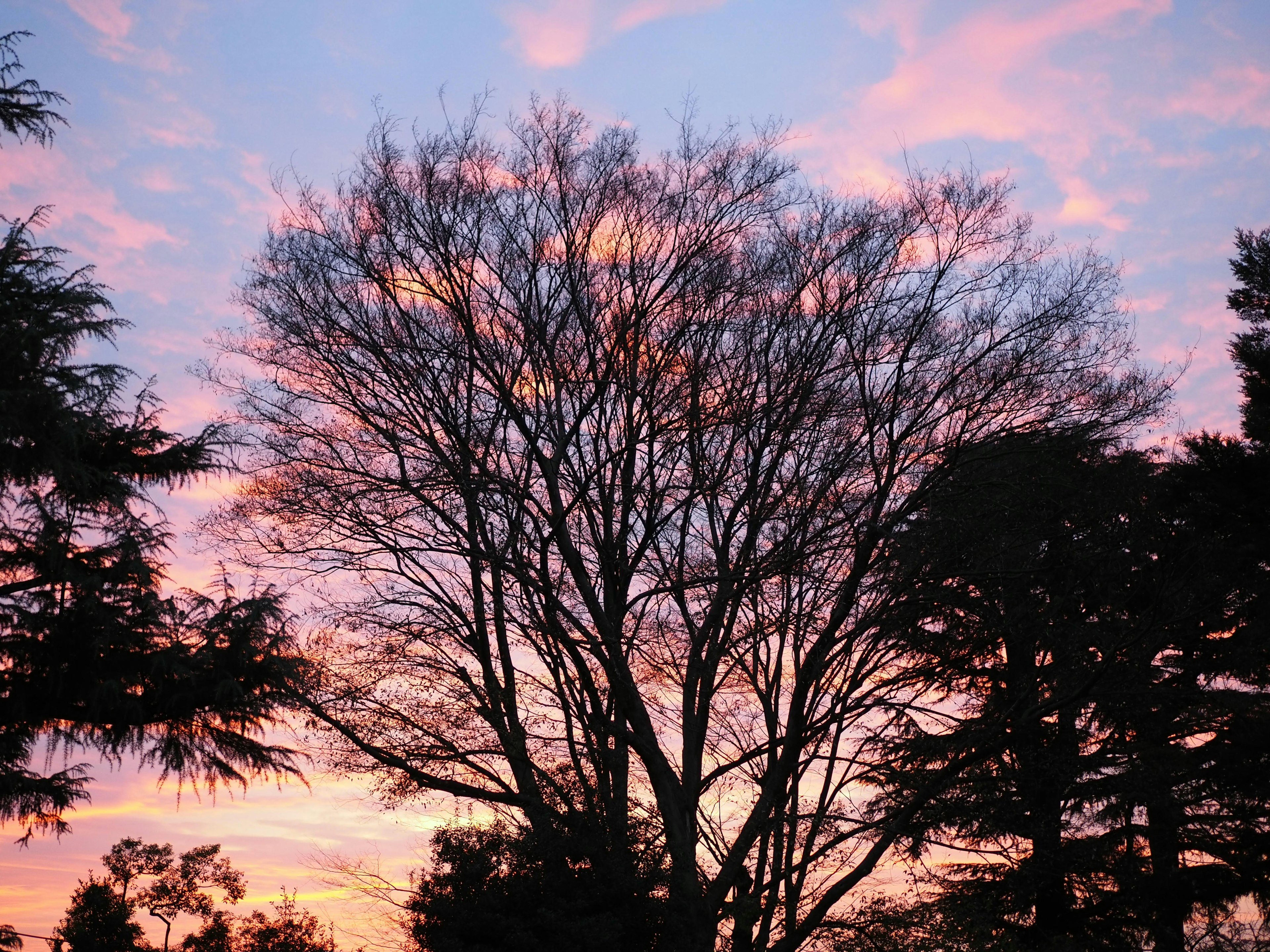 Silhouette di alberi invernali contro un cielo di tramonto colorato