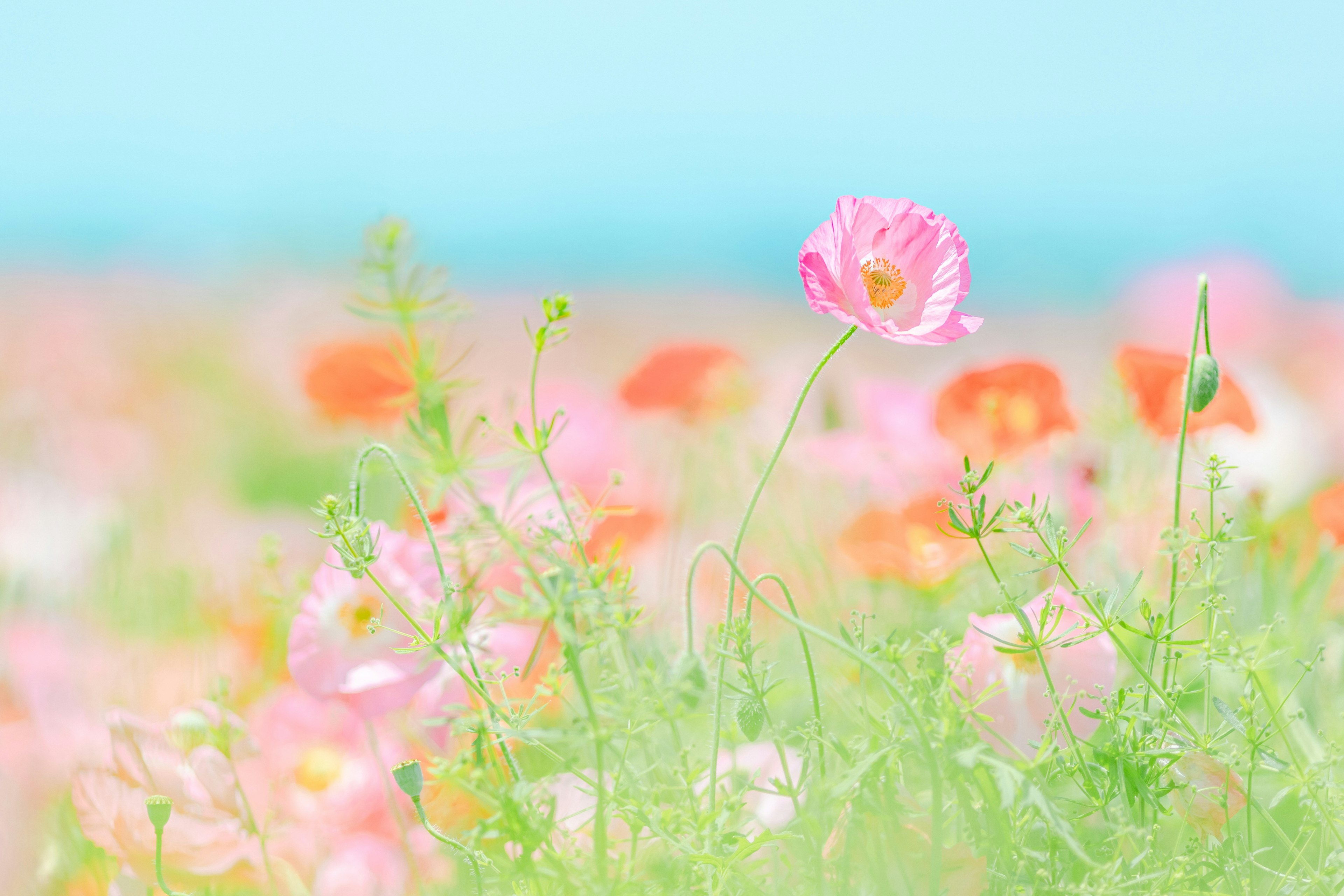 柔らかな色合いの花畑に咲くピンクのポピーと他の花々