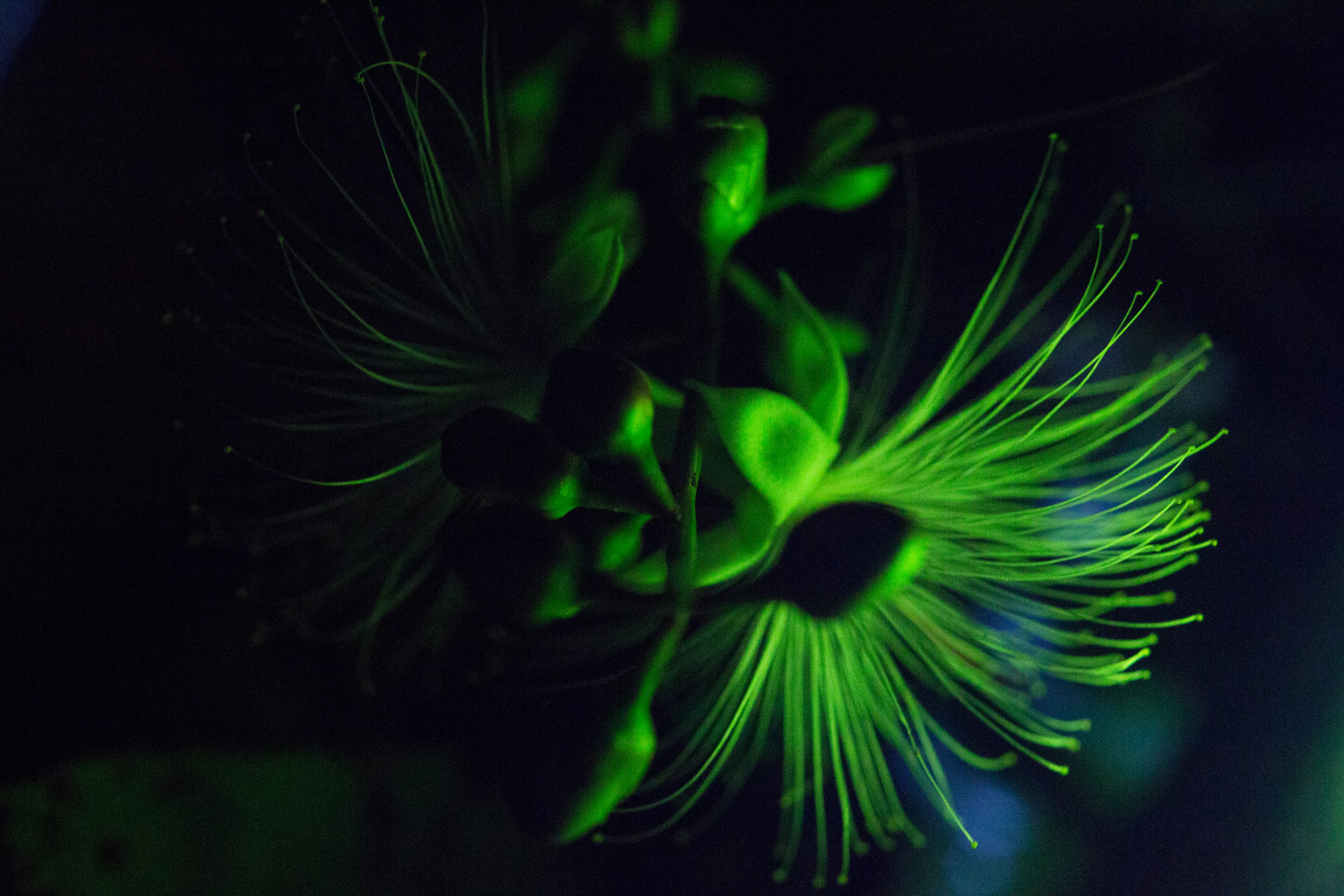 Gros plan d'une plante verte lumineuse avec des formes uniques sur fond sombre