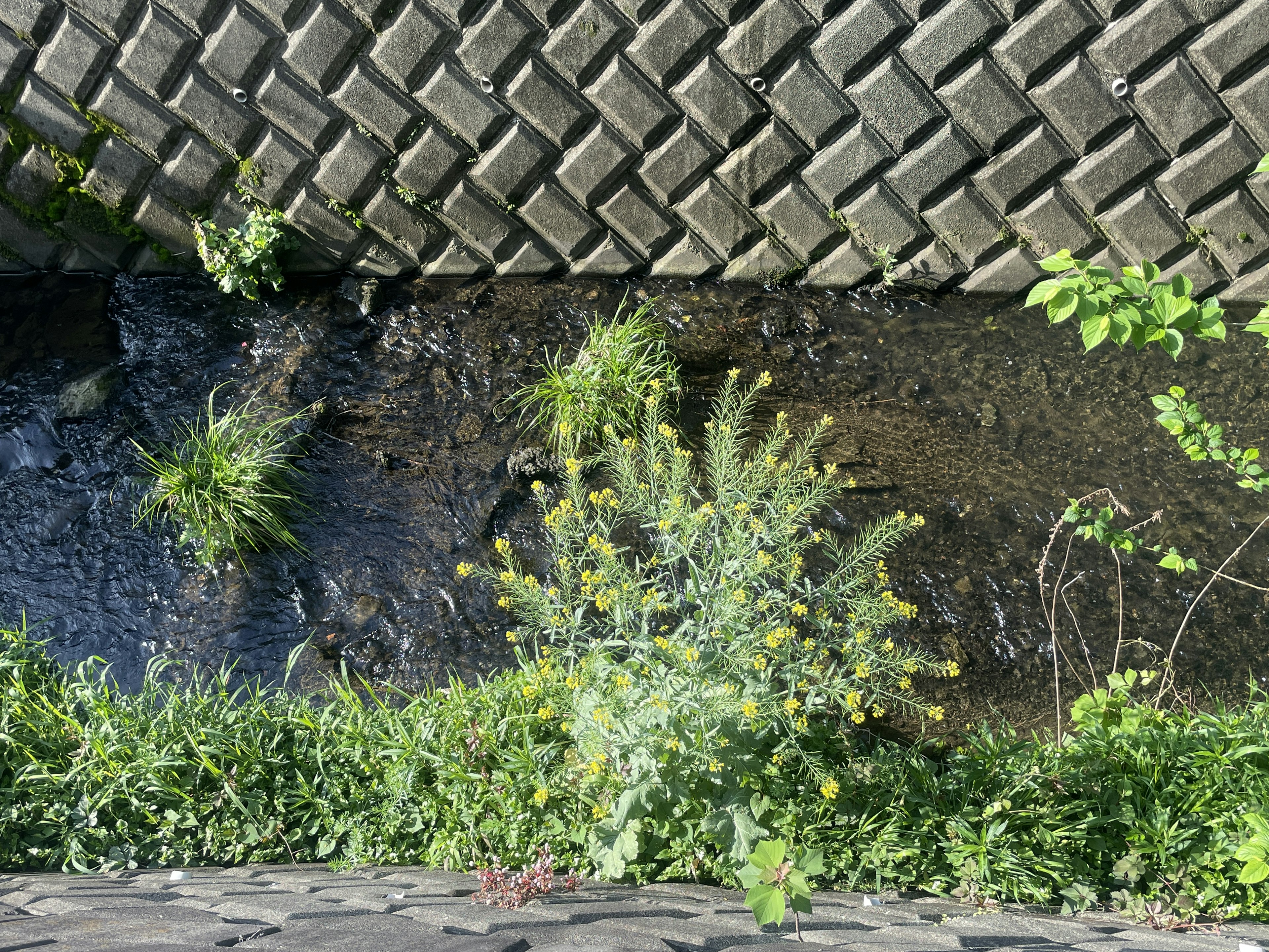 Vista desde arriba de un arroyo con agua fluyendo y plantas verdes