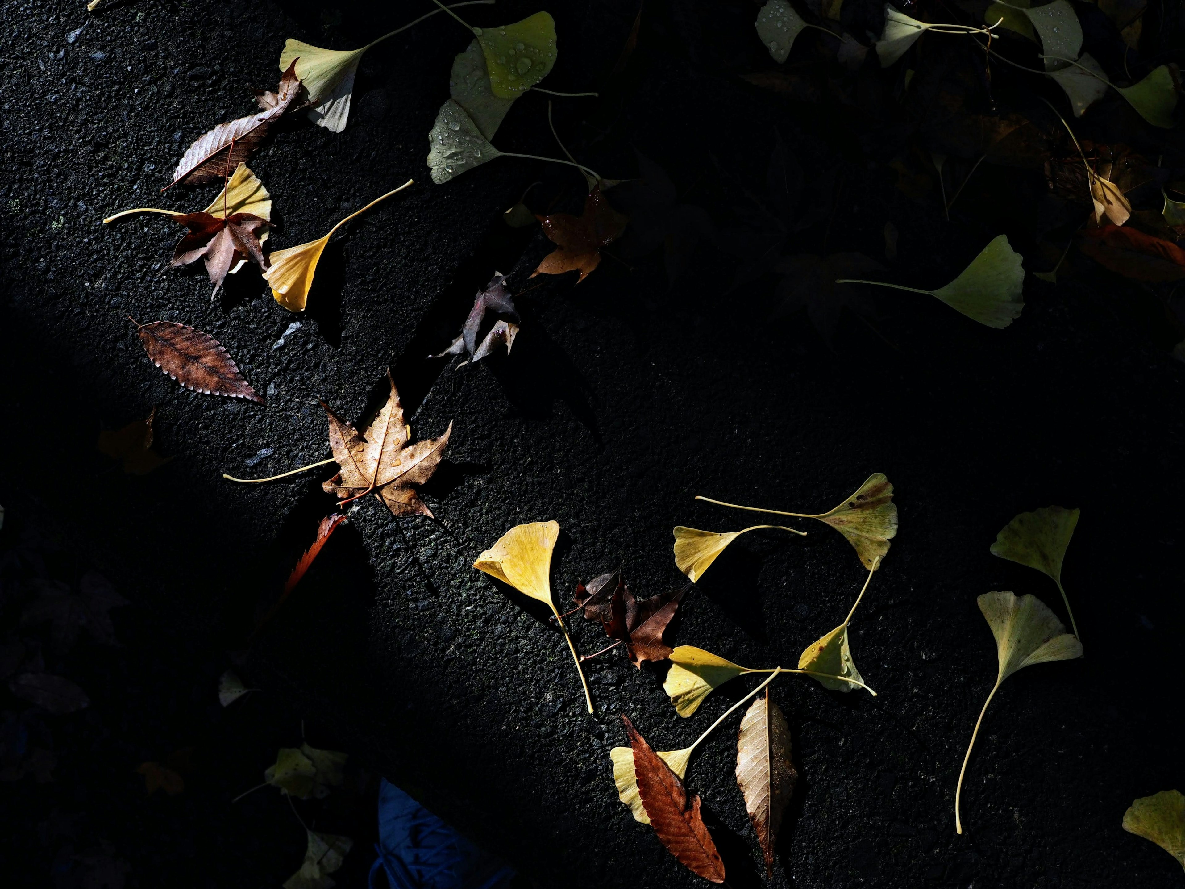 Feuilles de ginkgo jaunes et feuillage brun éparpillés sur une surface sombre