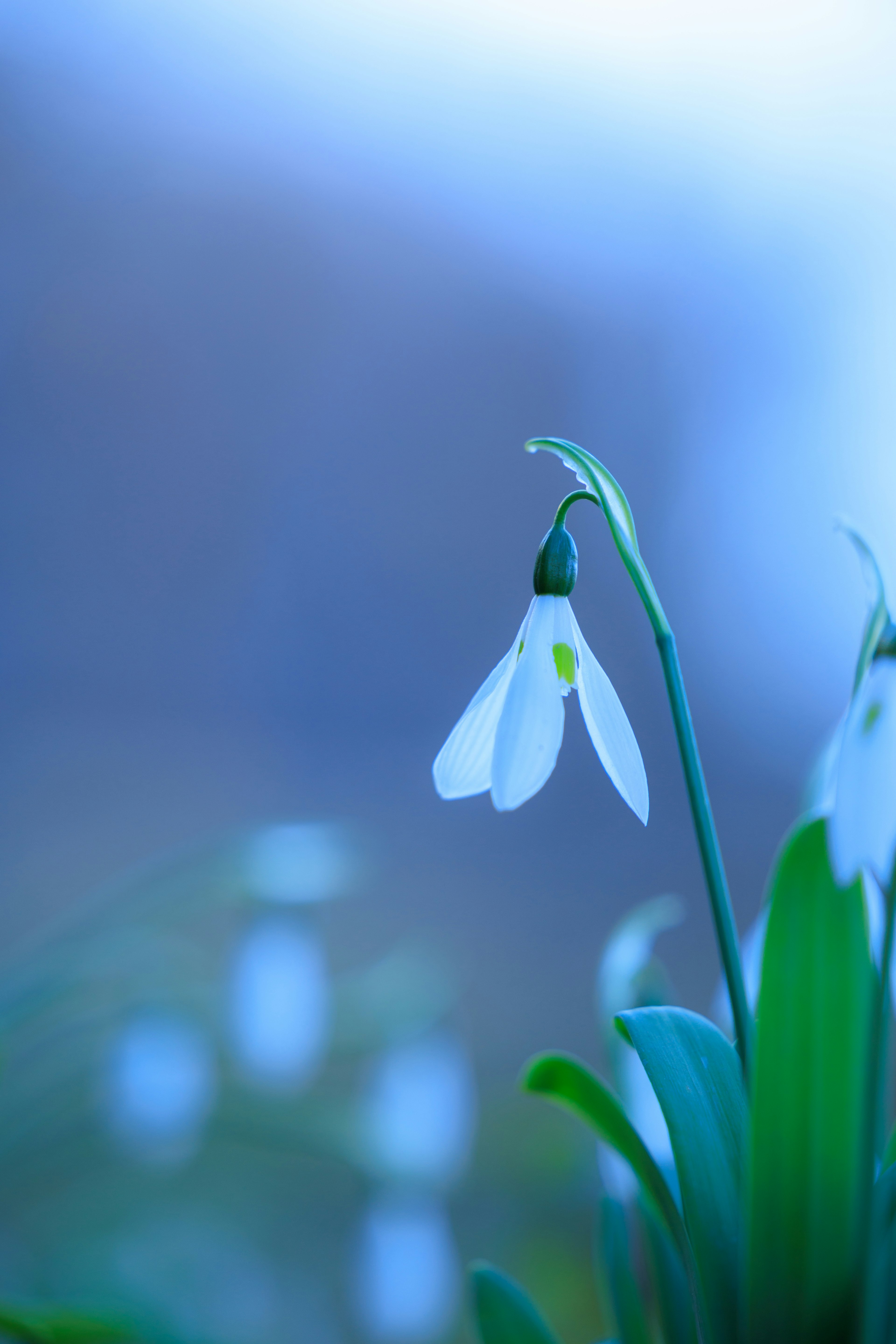 Close-up of a snowdrop flower against a blue background