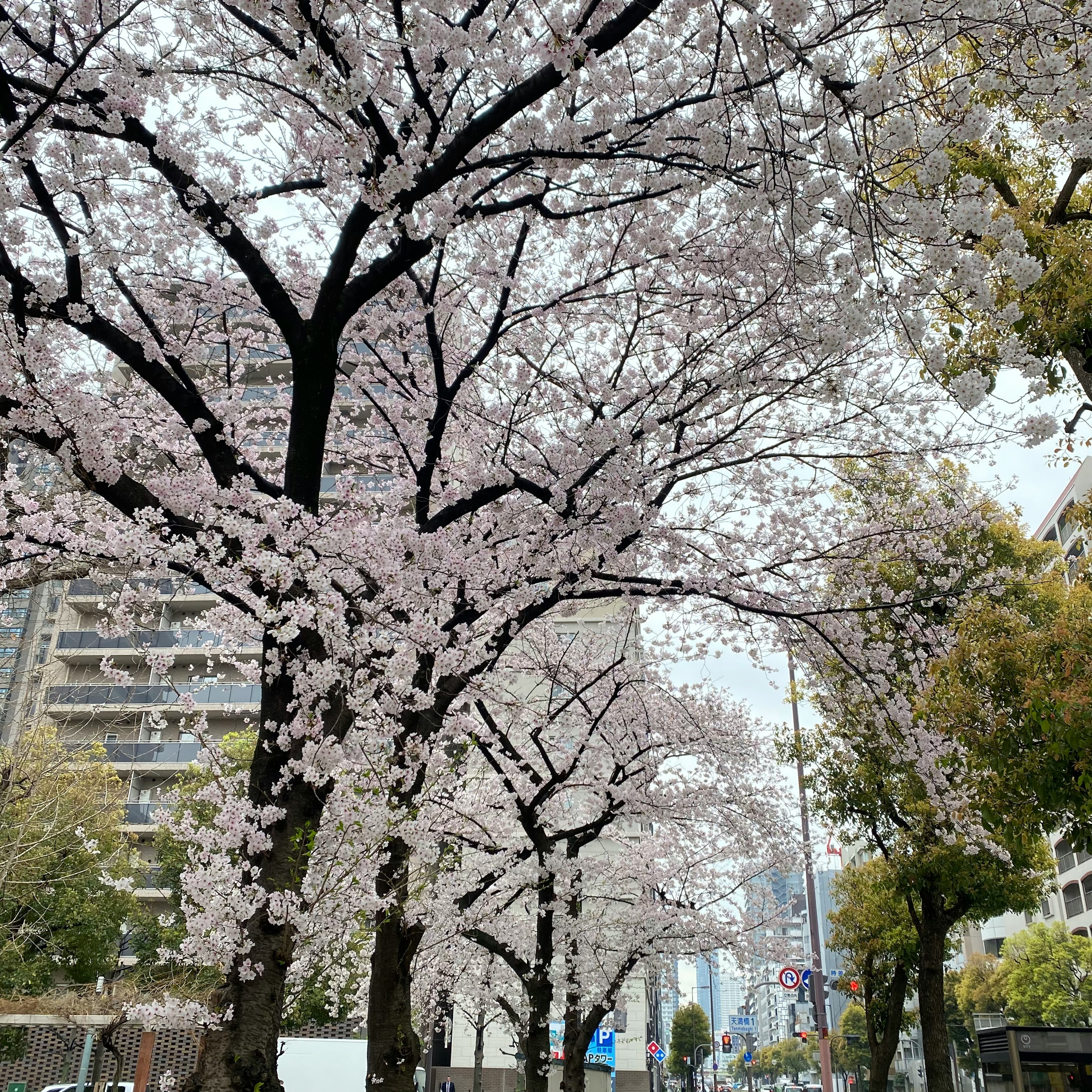 Kirschblütenbäume entlang einer Straße mit blühenden hellrosa Blumen