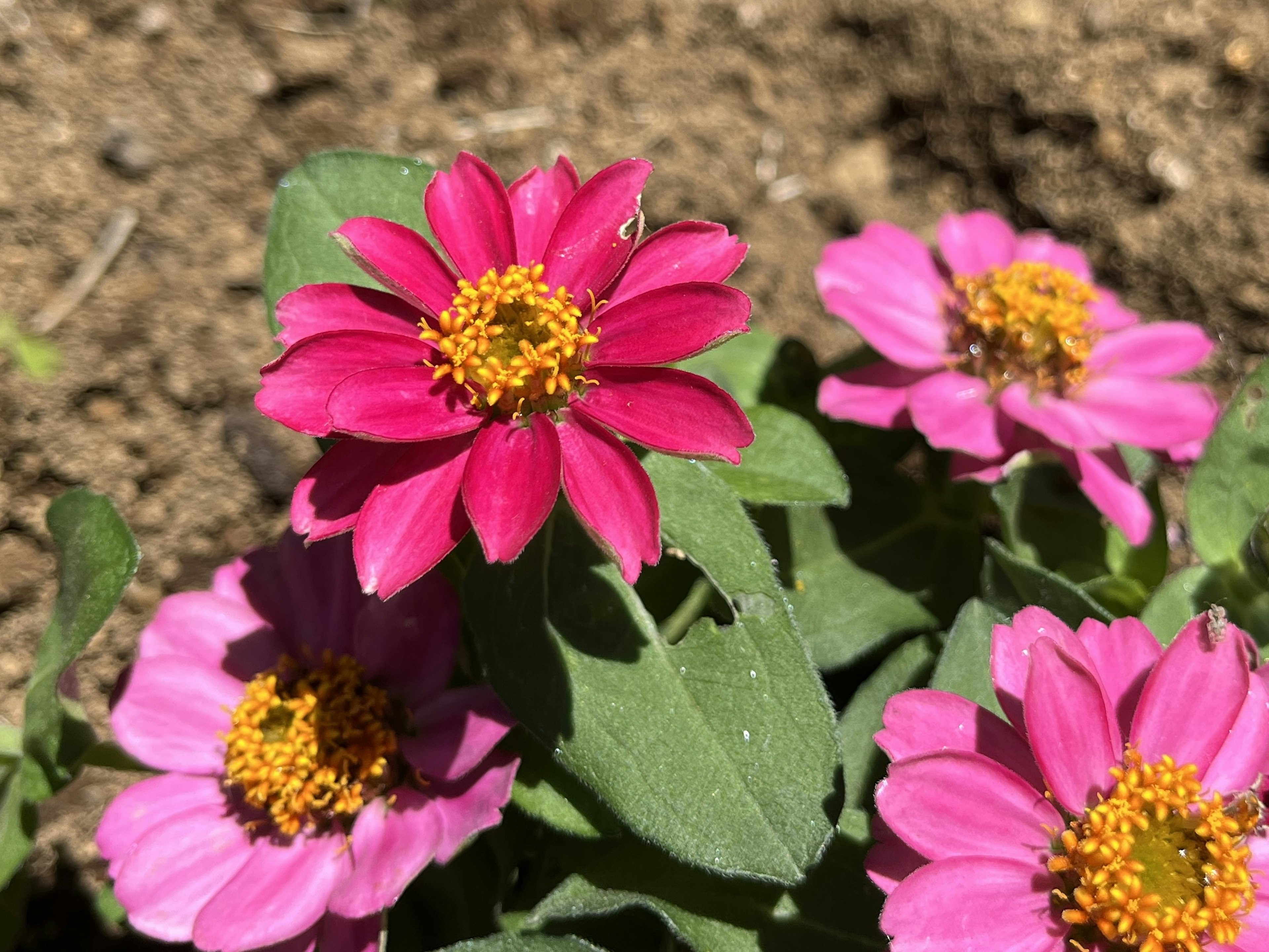 Leuchtend rosa Blumen blühen in einer Gartenlandschaft