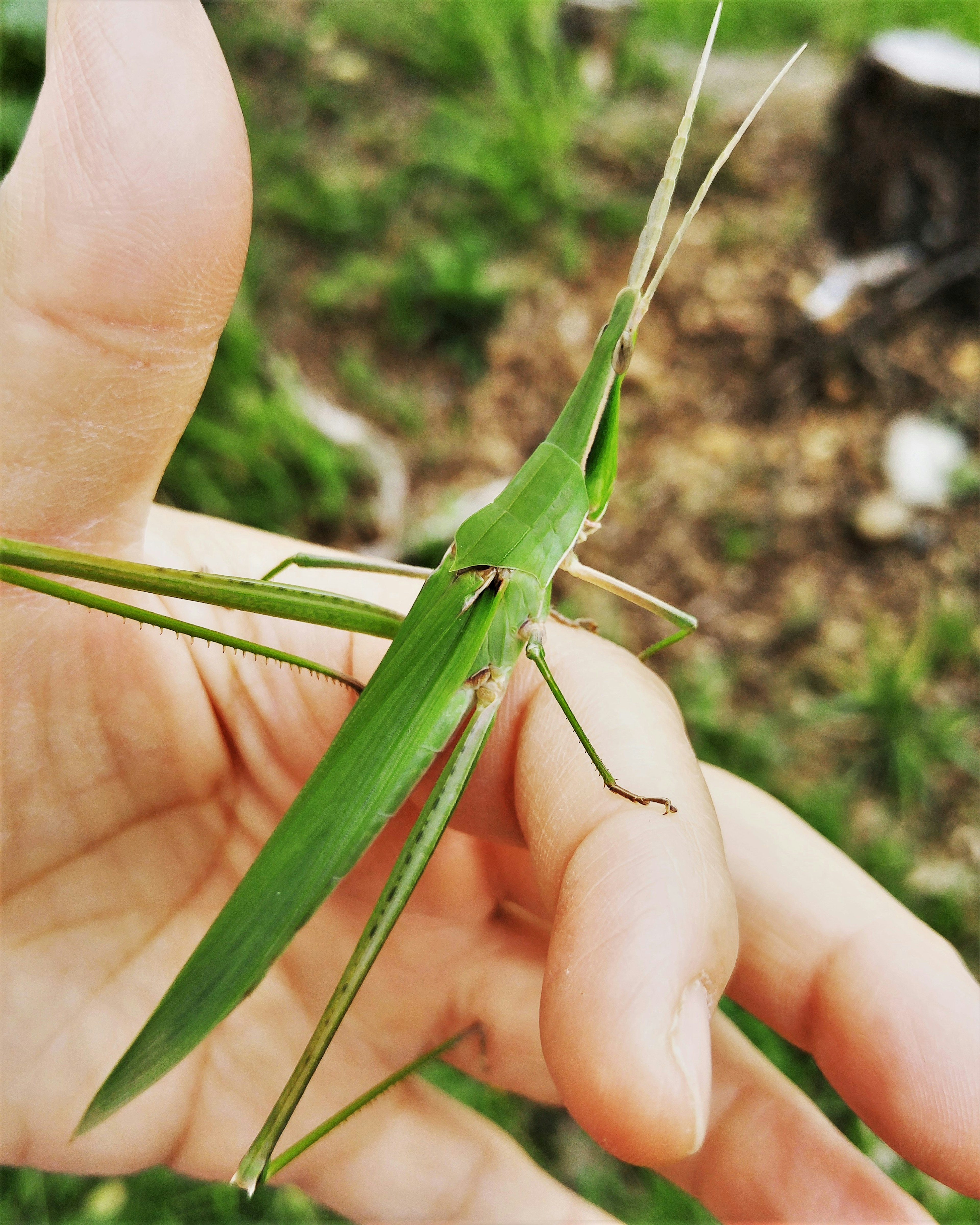 Close-up of a green grasshopper on a hand