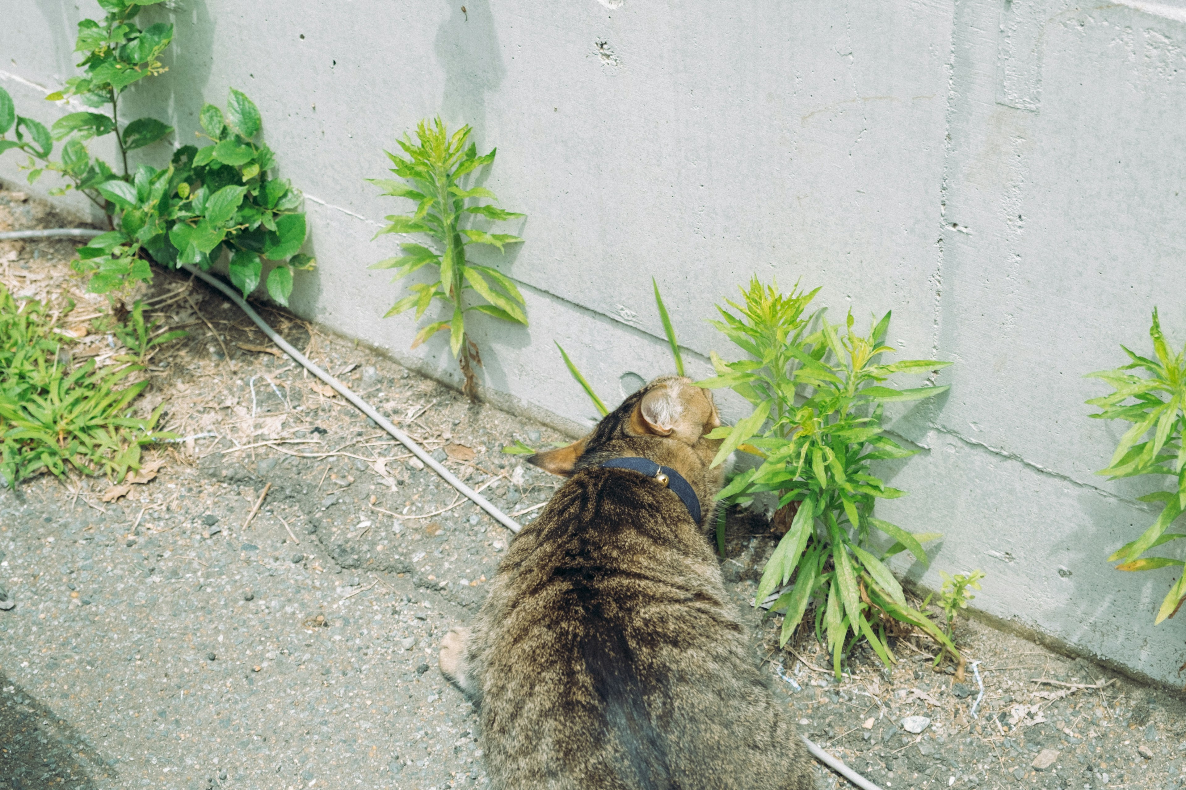 Chat reniflant des plantes près d'un mur