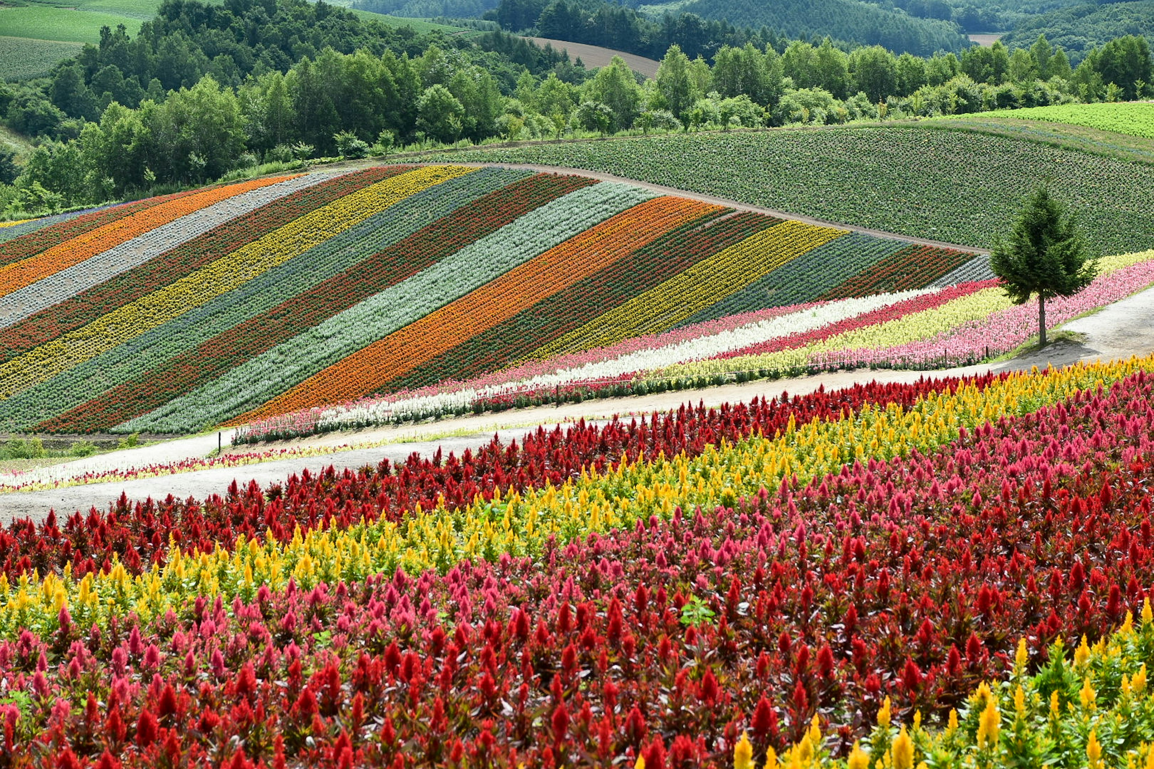 Lebendige Blumenfelder mit bunten Streifen auf sanften Hügeln, die eine Vielzahl von Blüten zeigen