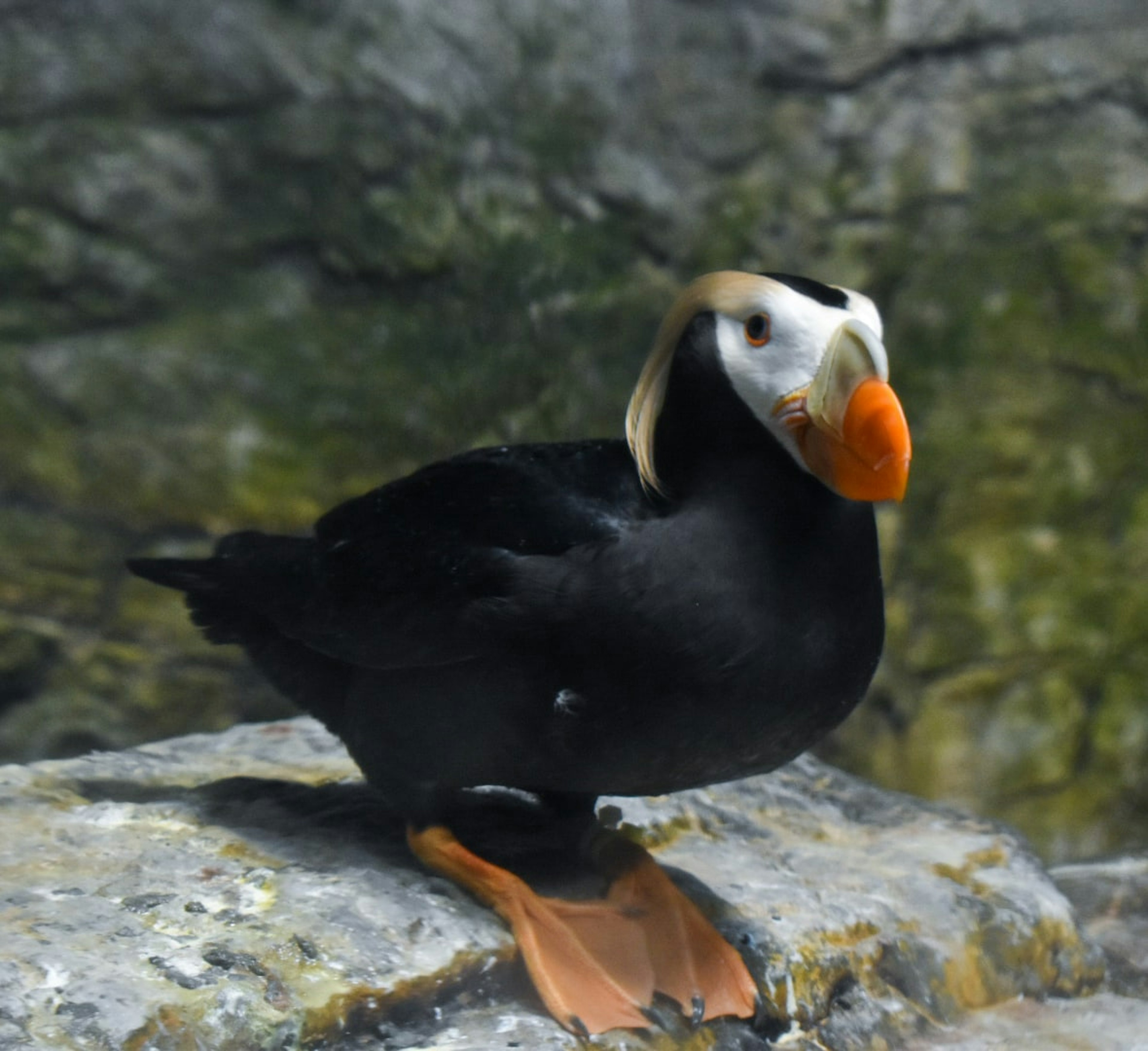 Un oiseau marin avec des plumes noires et un bec orange assis sur une roche