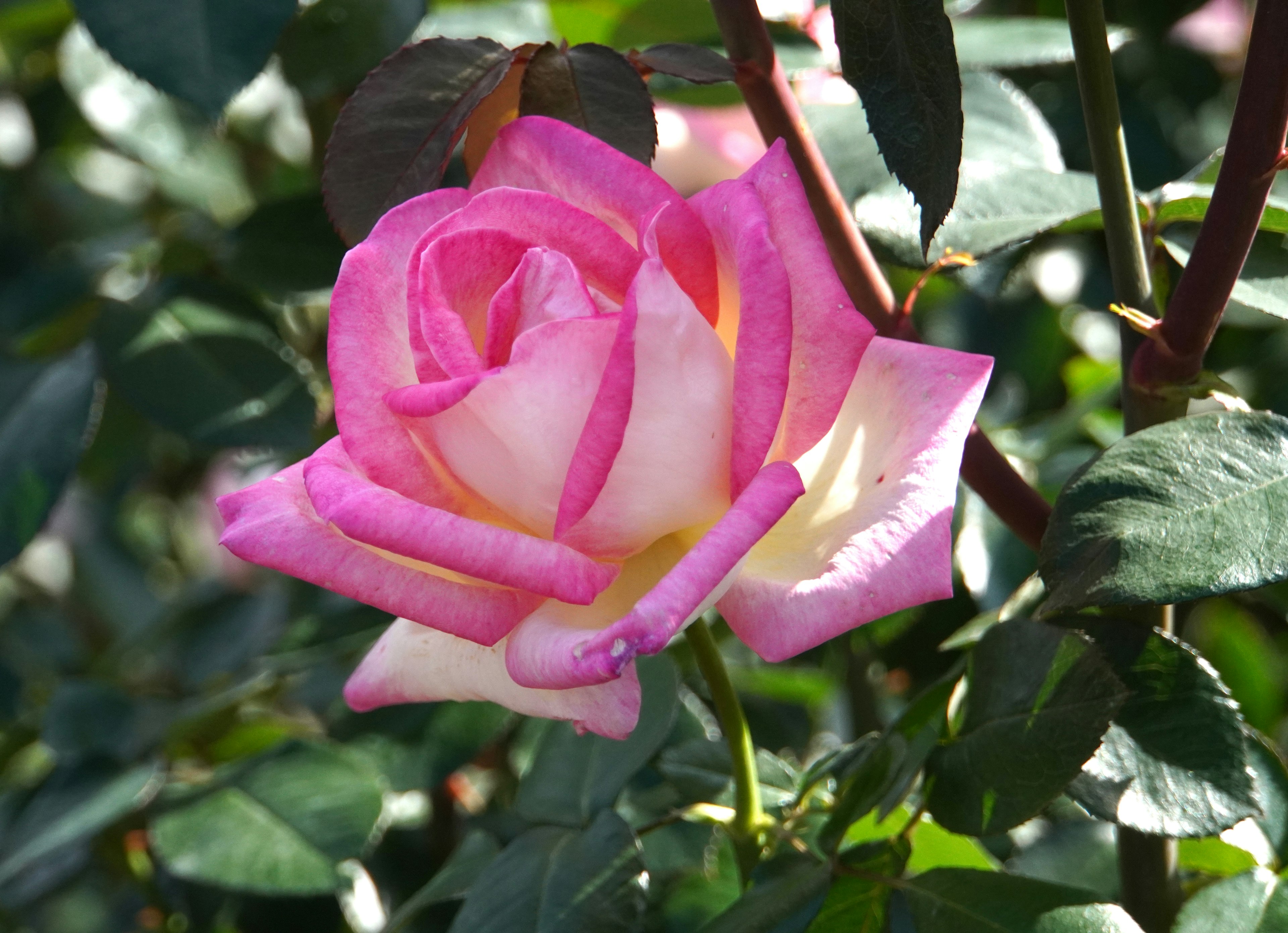 A vibrant pink and cream rose flower surrounded by green leaves