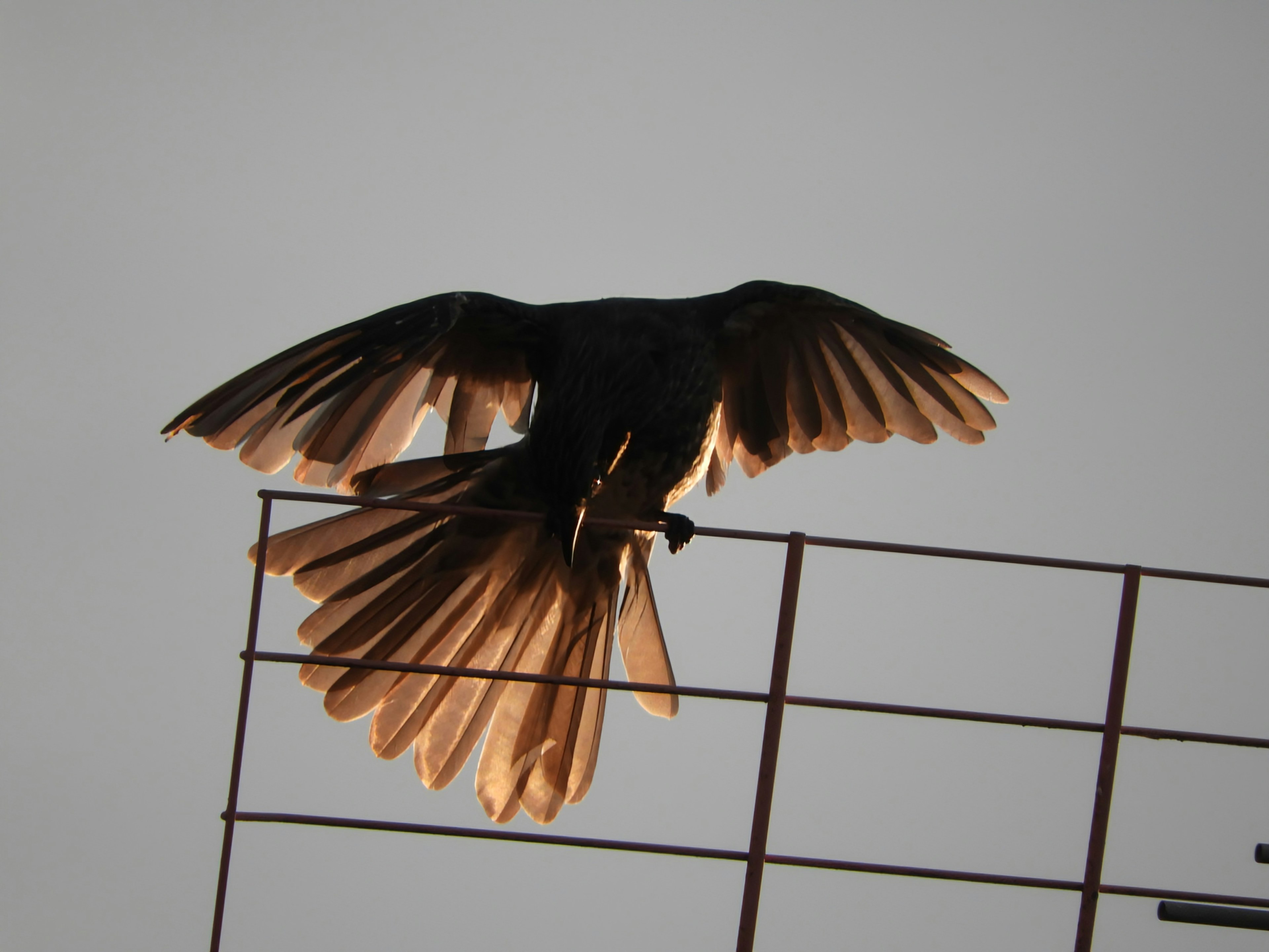 A bird with spread wings perched on a metal grid against a sky background