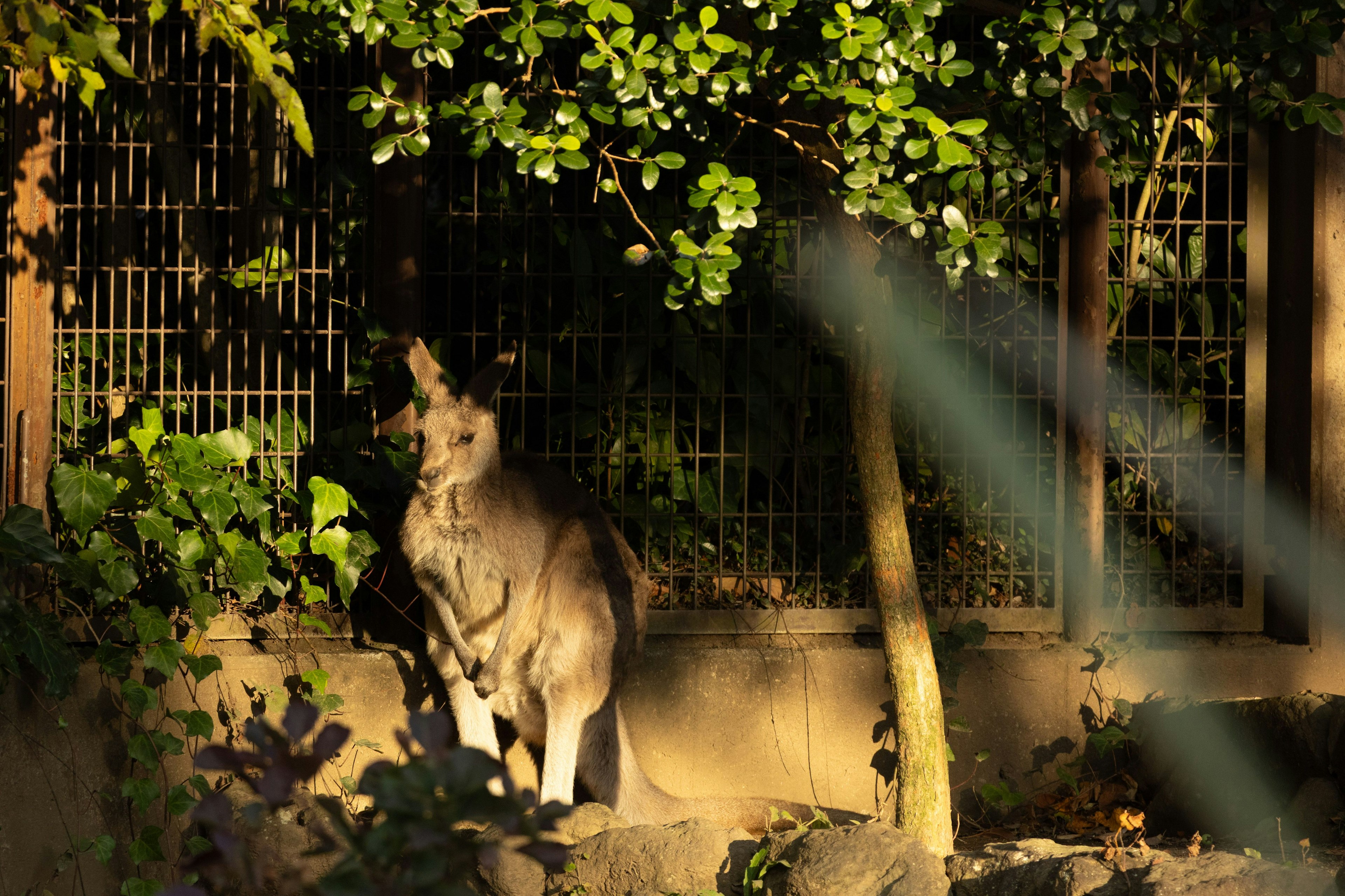 Một con kangaroo đứng dưới ánh nắng trên nền xanh
