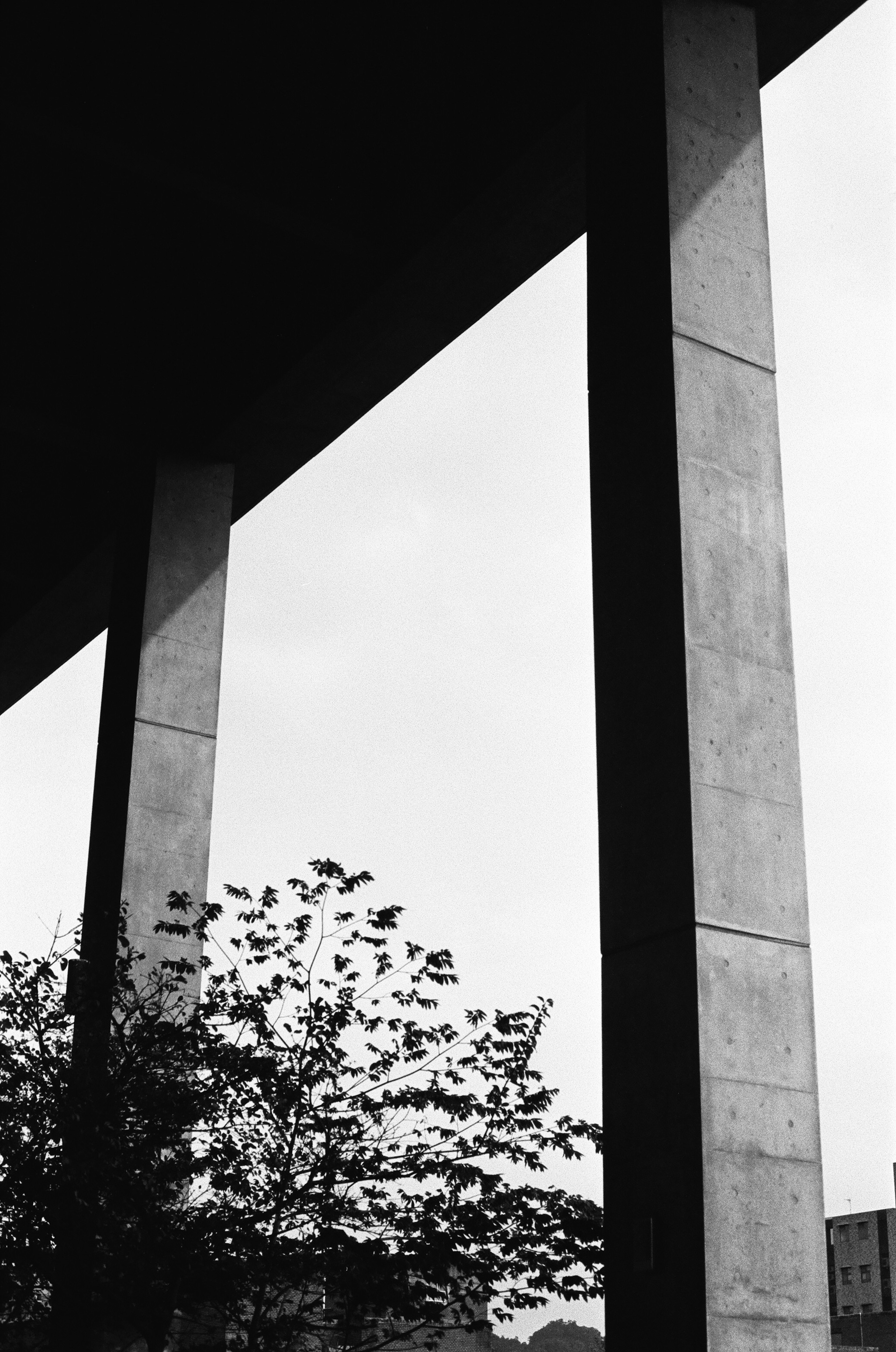 Black and white image featuring concrete pillars and tree silhouettes