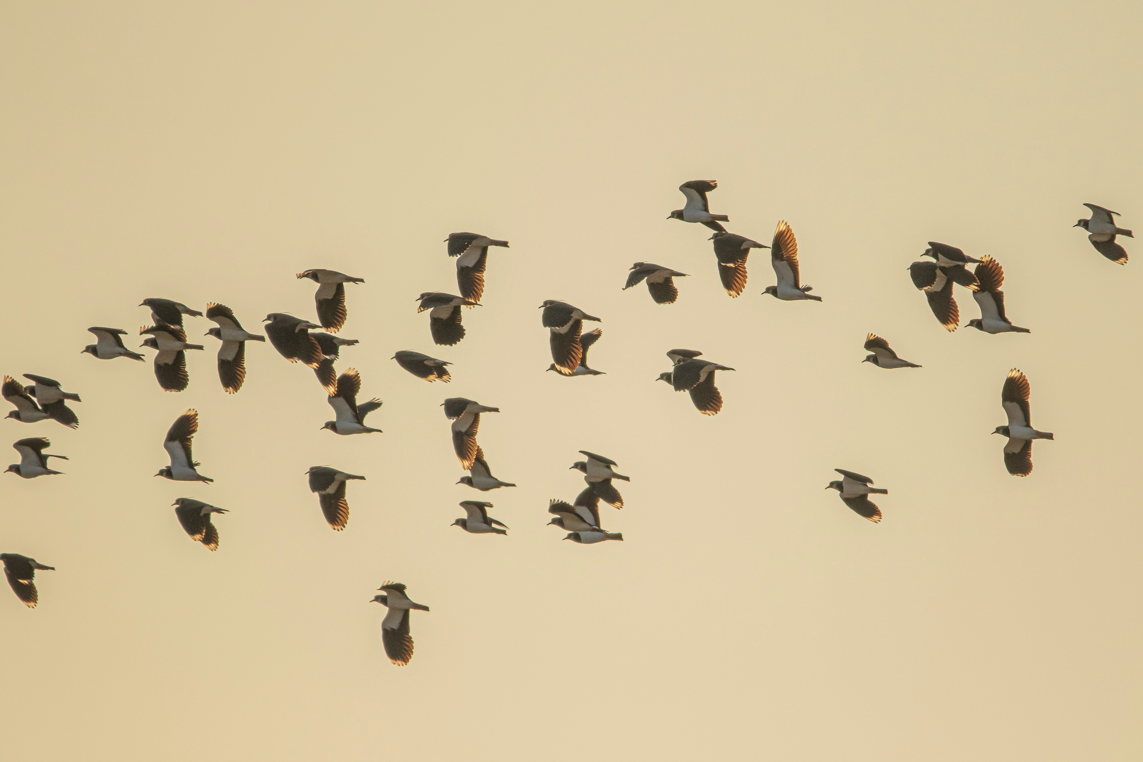 Un groupe d'oiseaux volant dans le ciel