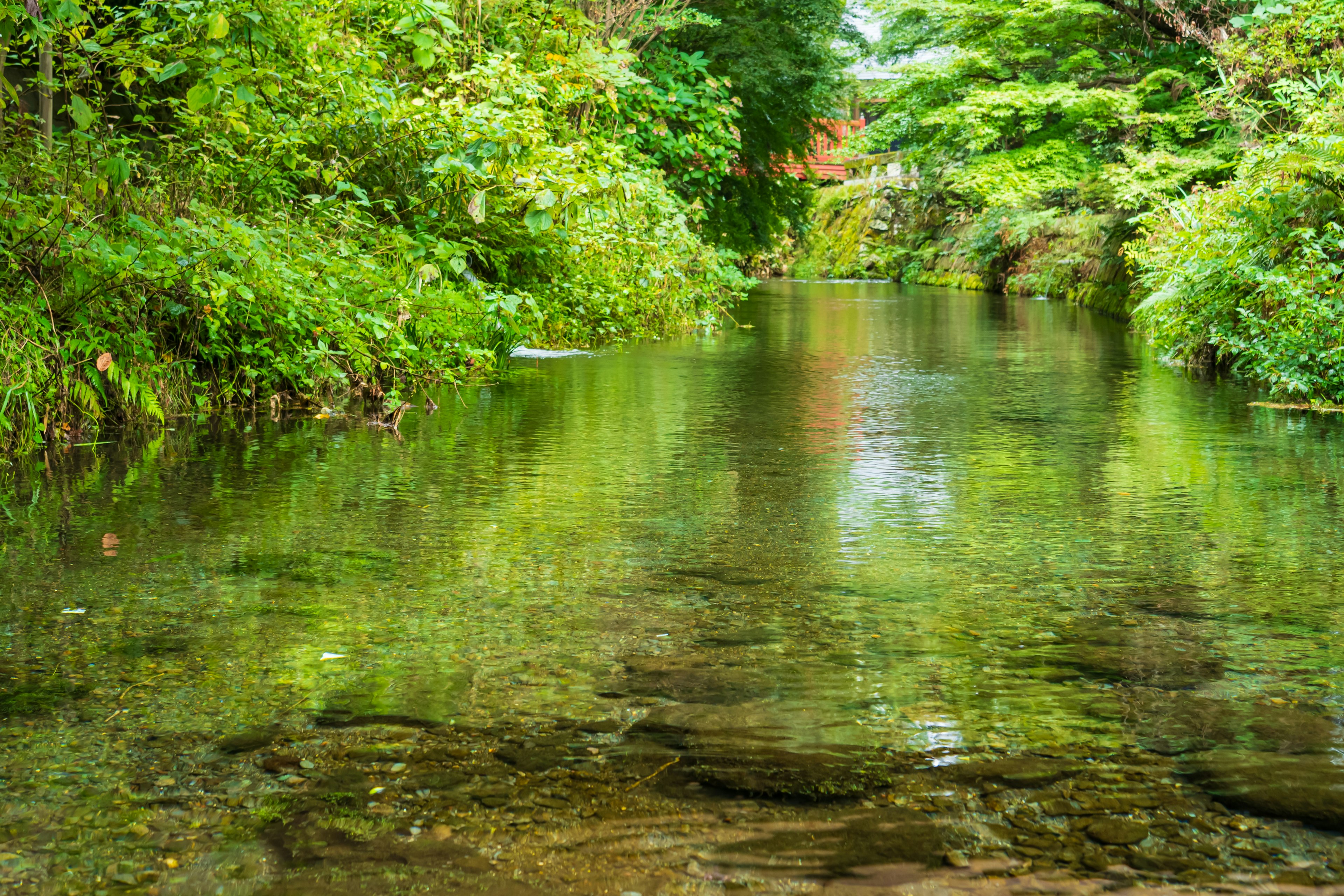 Fiume limpido circondato da alberi e piante verdi