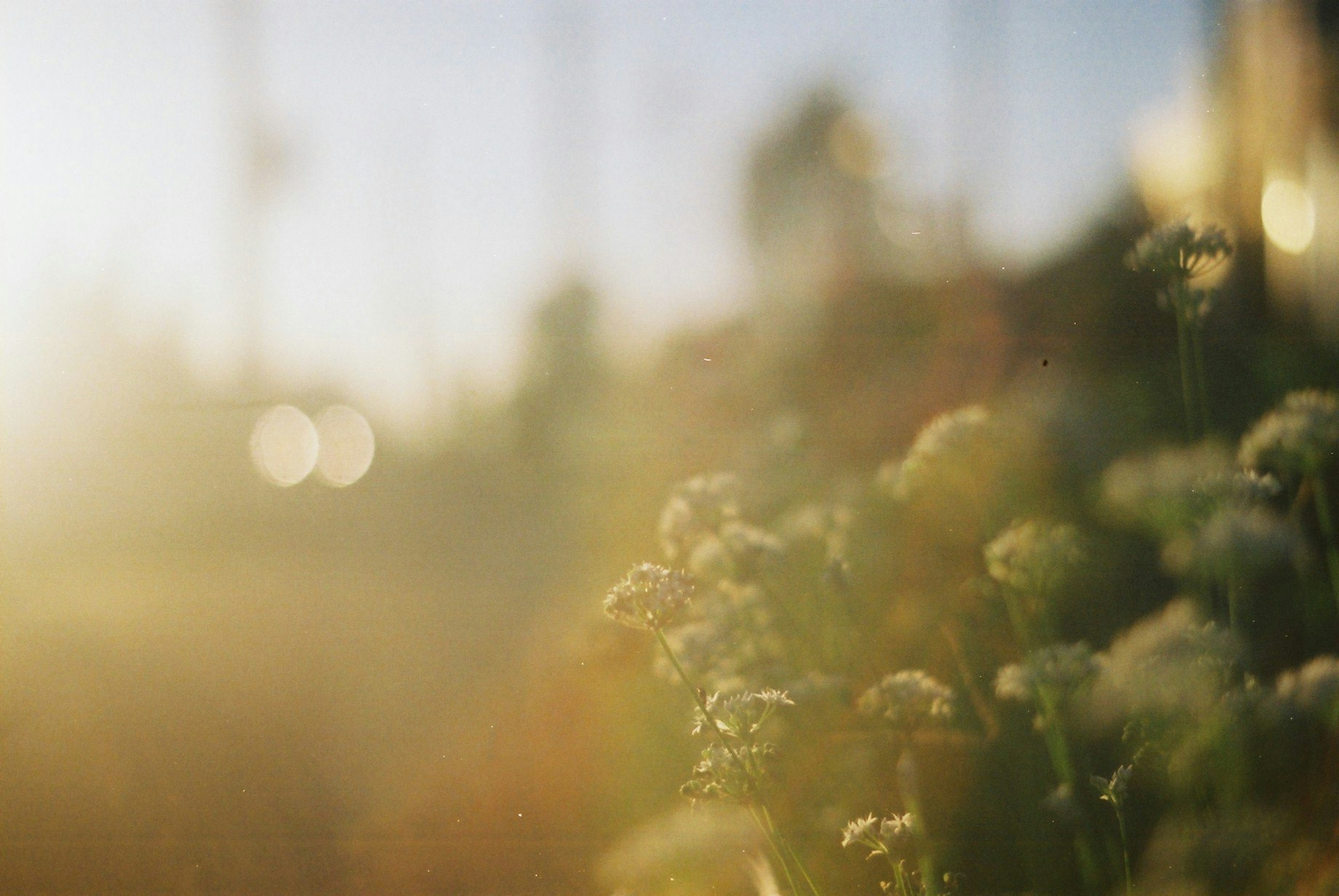 Nahaufnahme von Blumen im sanften Sonnenlicht