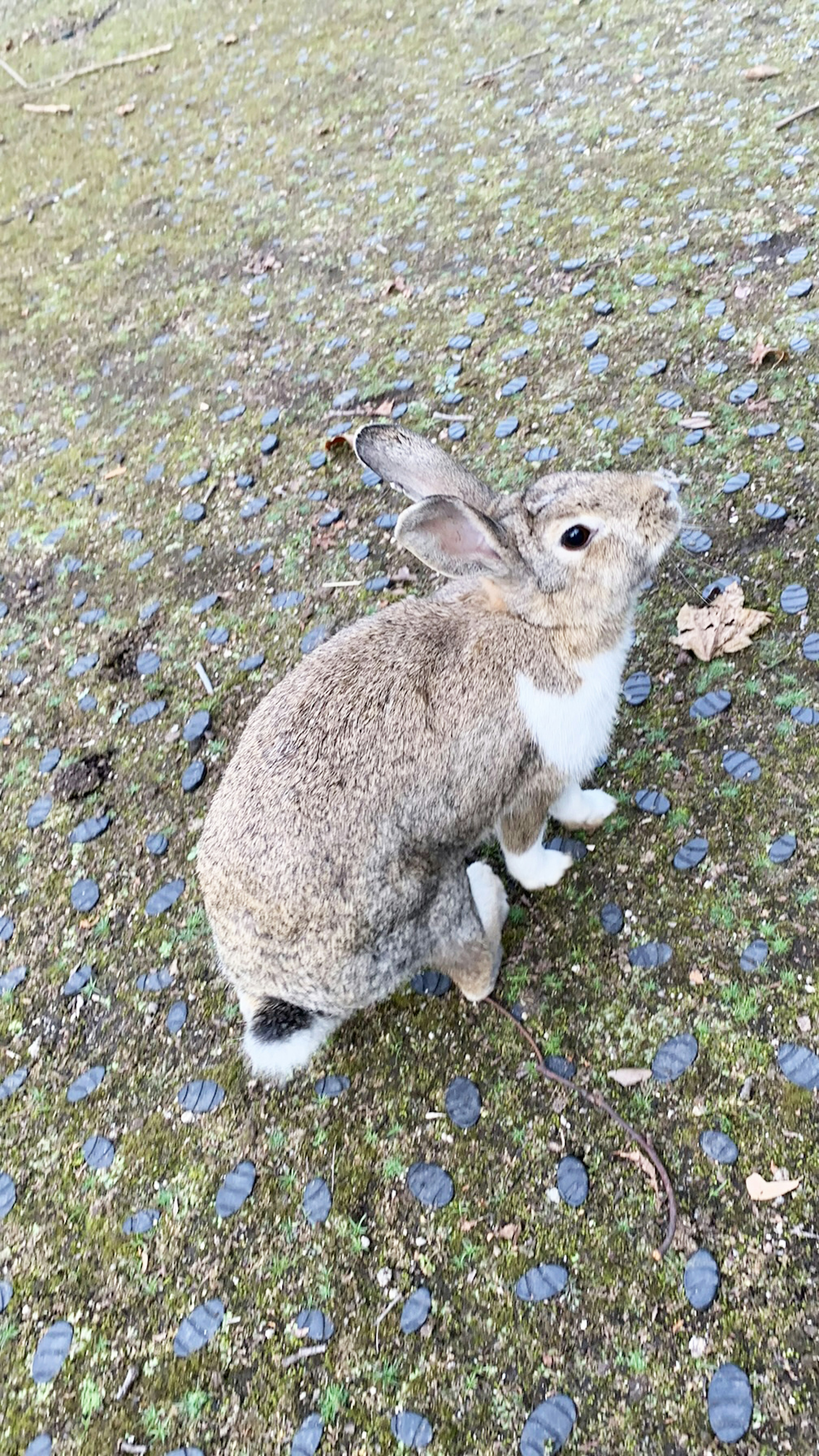 A gray rabbit standing on the ground