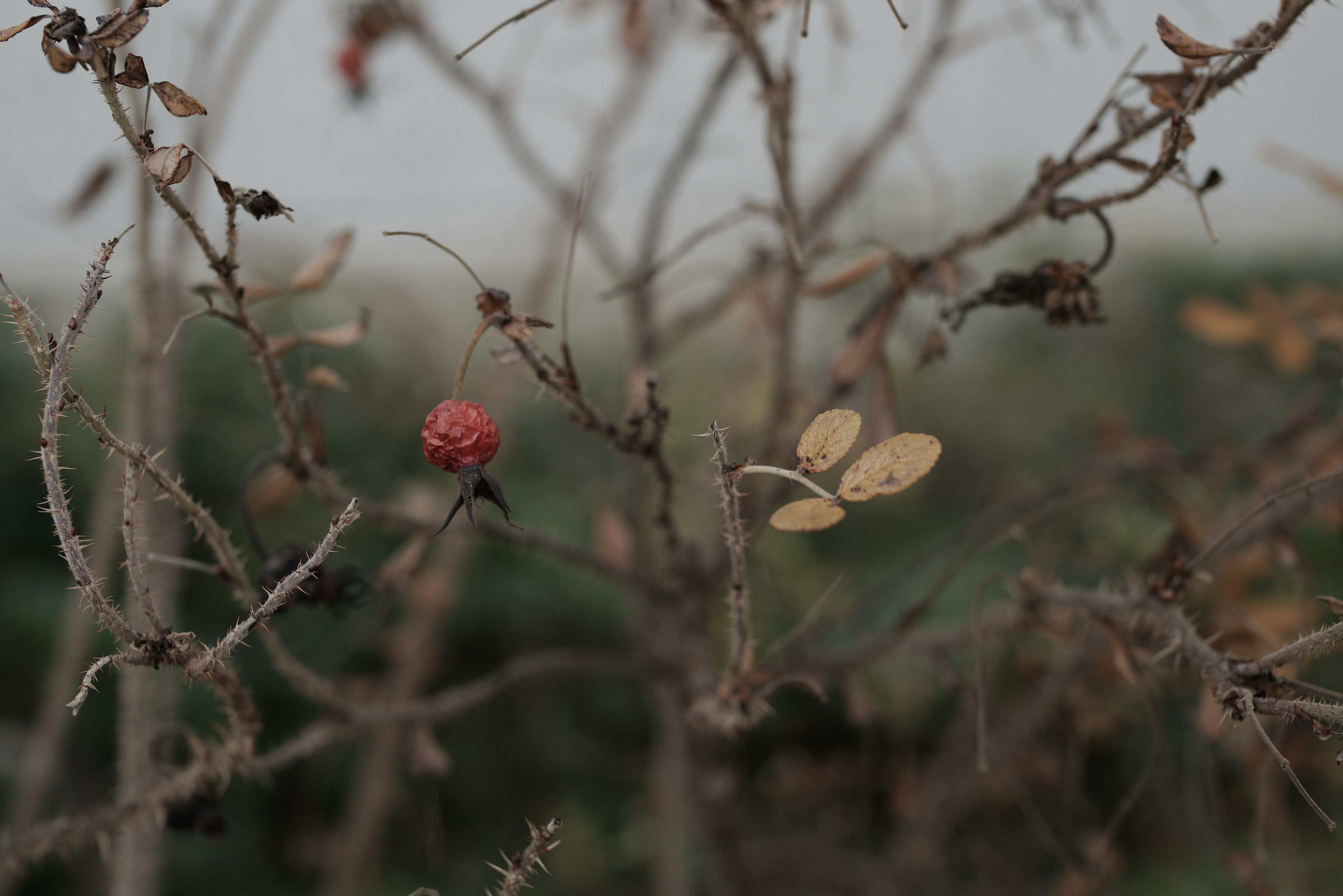 A view of dry branches featuring a red berry and yellow leaves