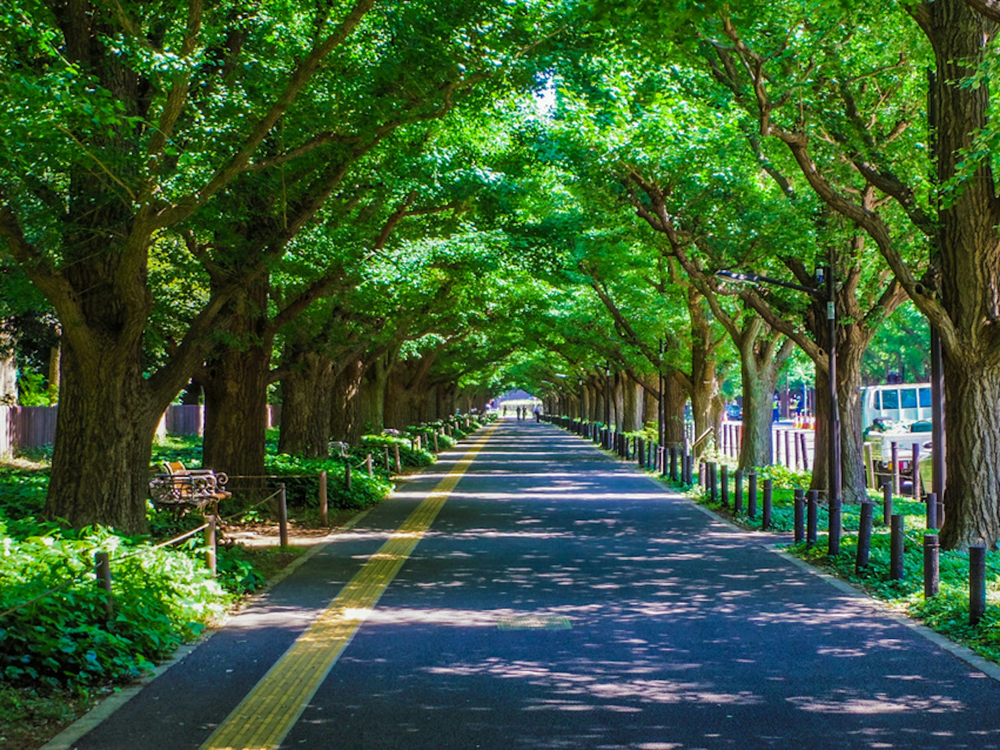 緑の木々に囲まれた静かな道