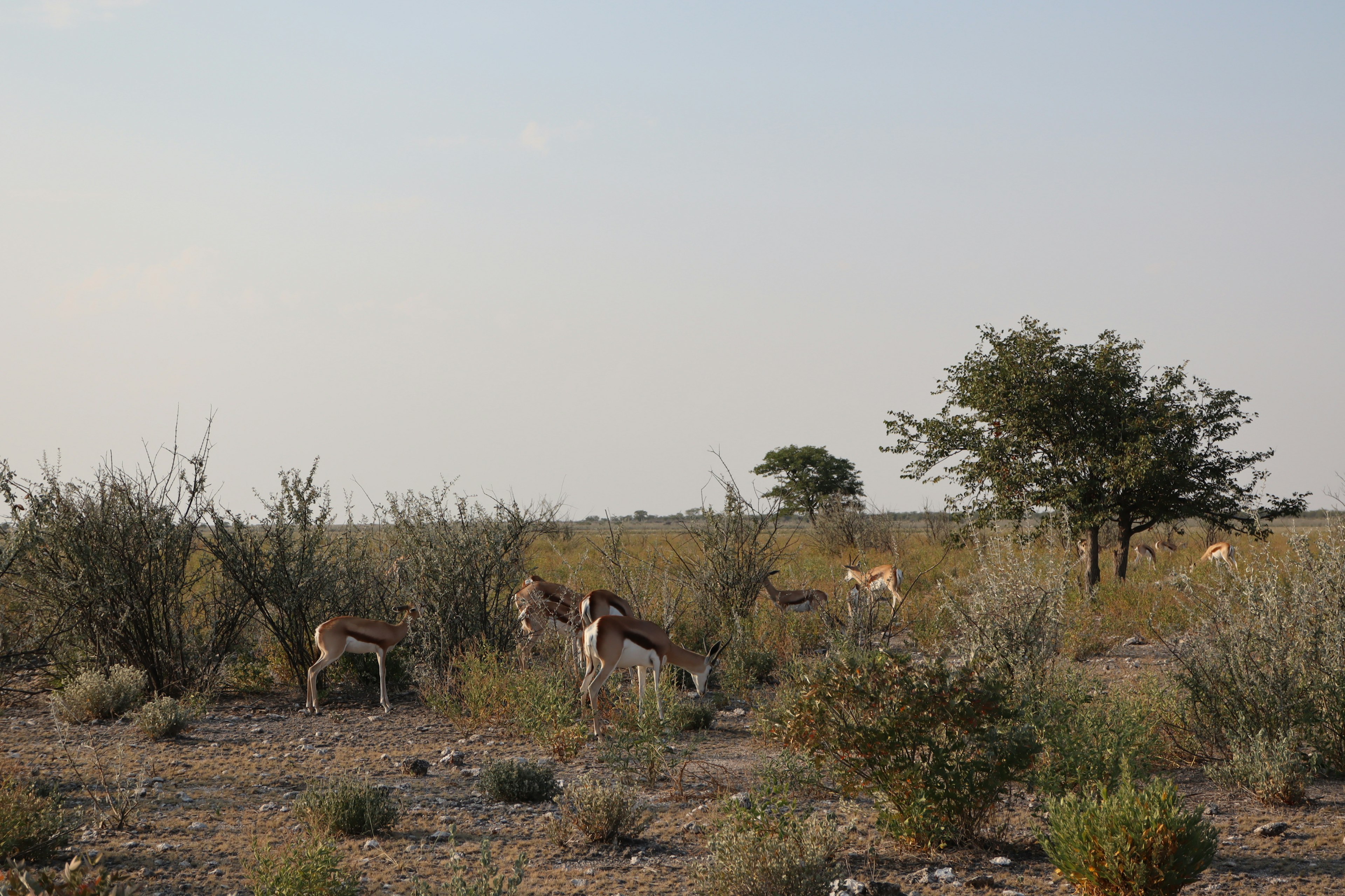 Wildtiere weiden in einer weiten Graslandschaft