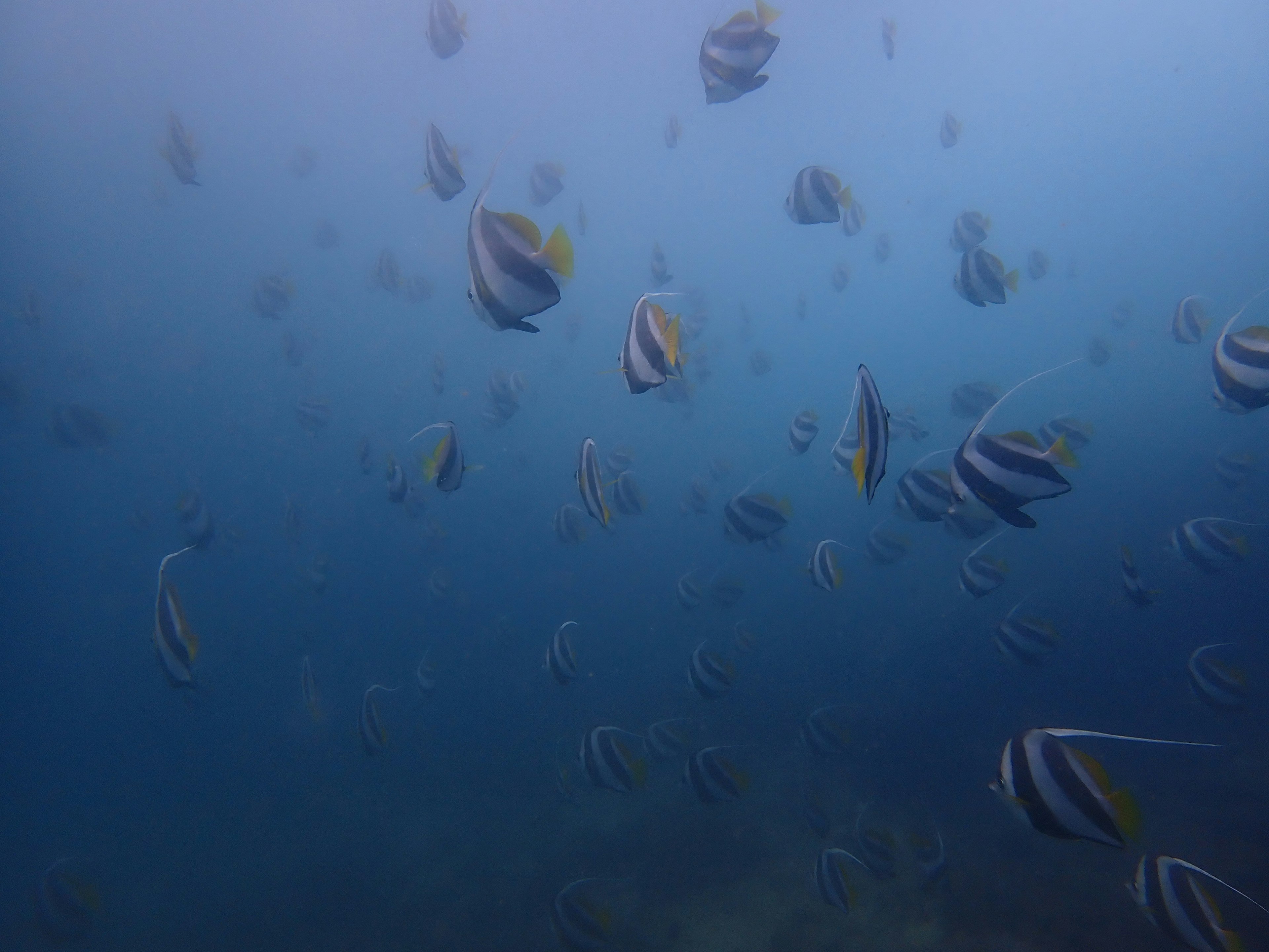 Numerous colorful fish swimming in a blue ocean