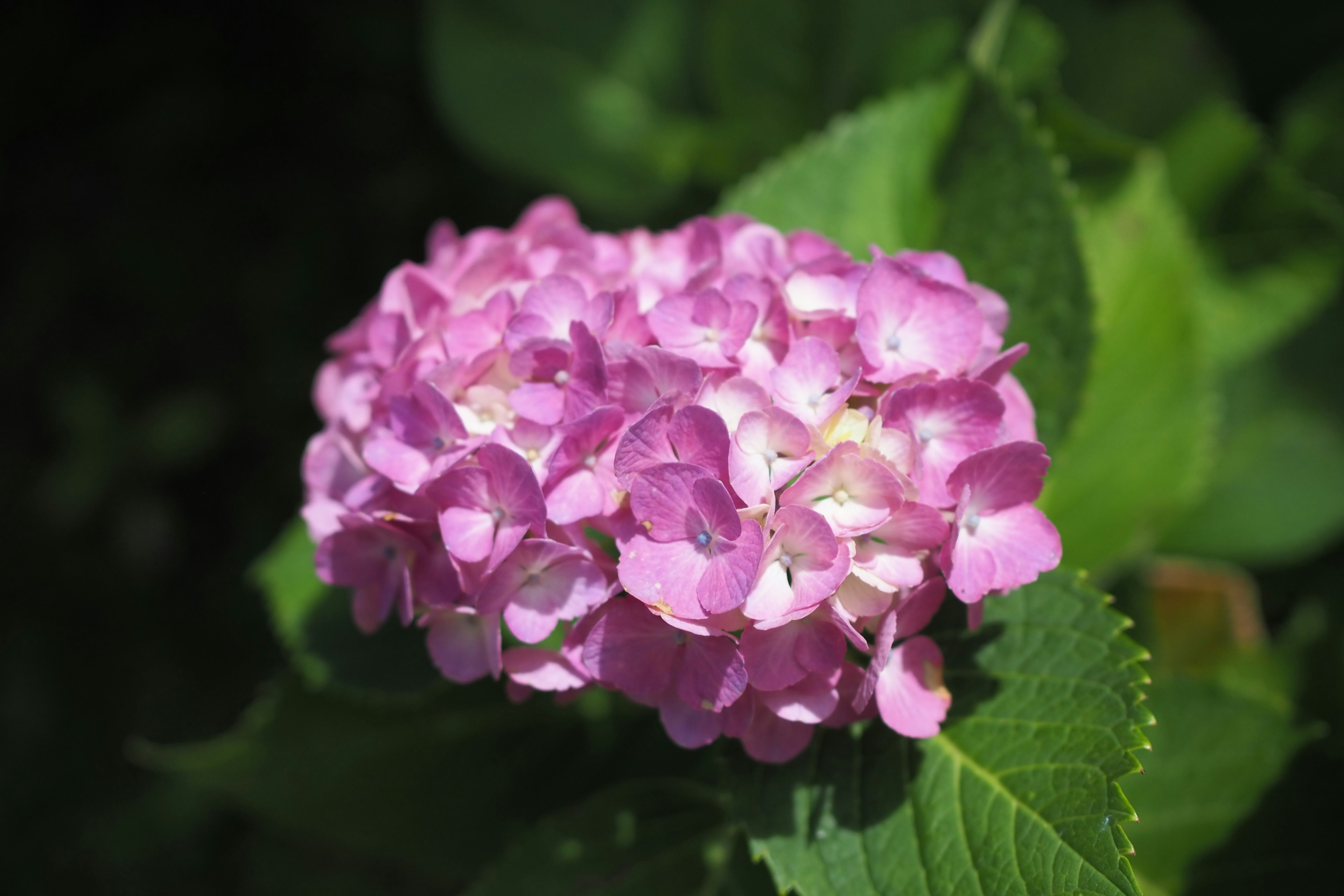 Pink hydrangea flower surrounded by green leaves