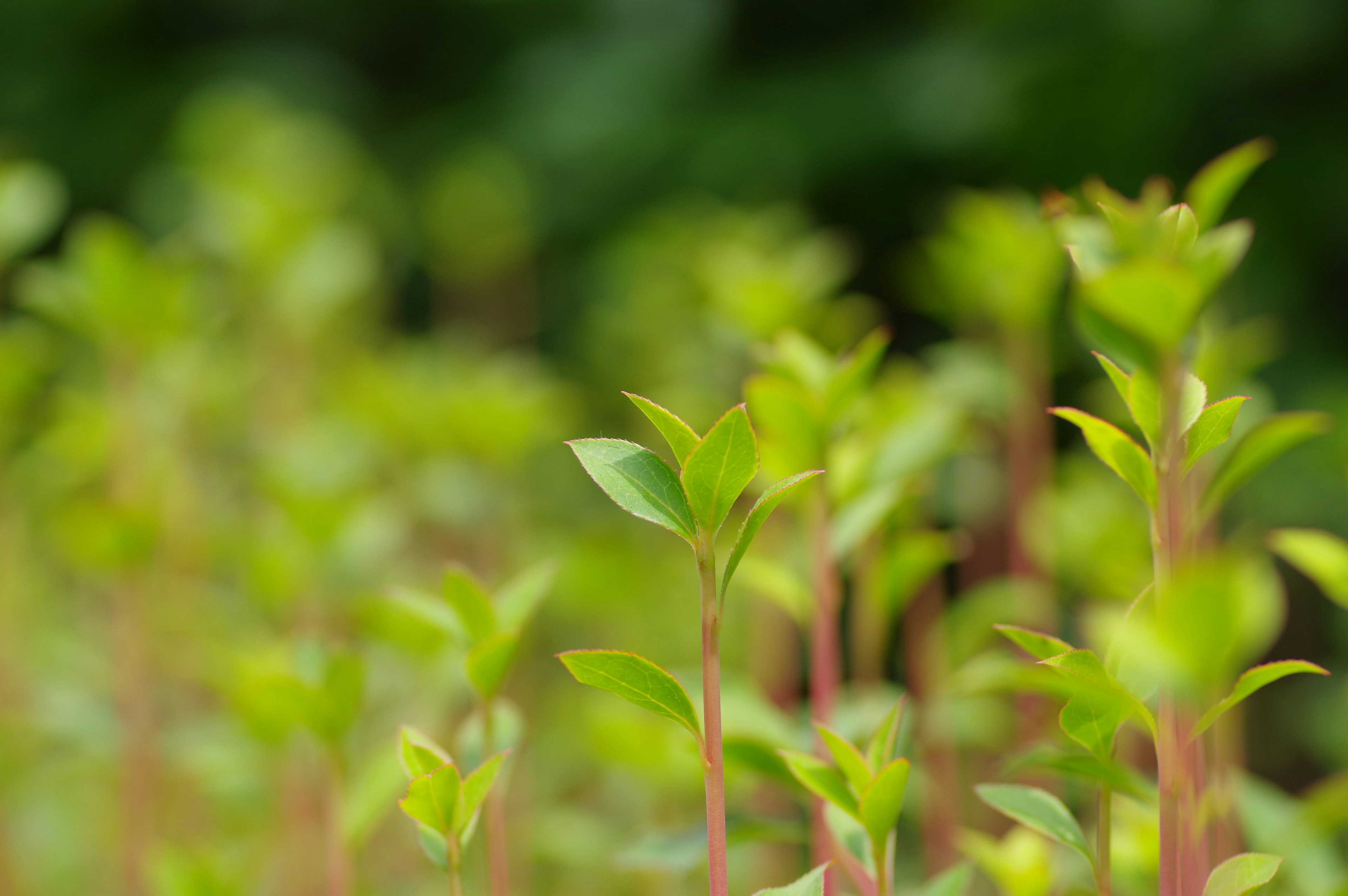 Acercamiento de brotes jóvenes verdes de plantas