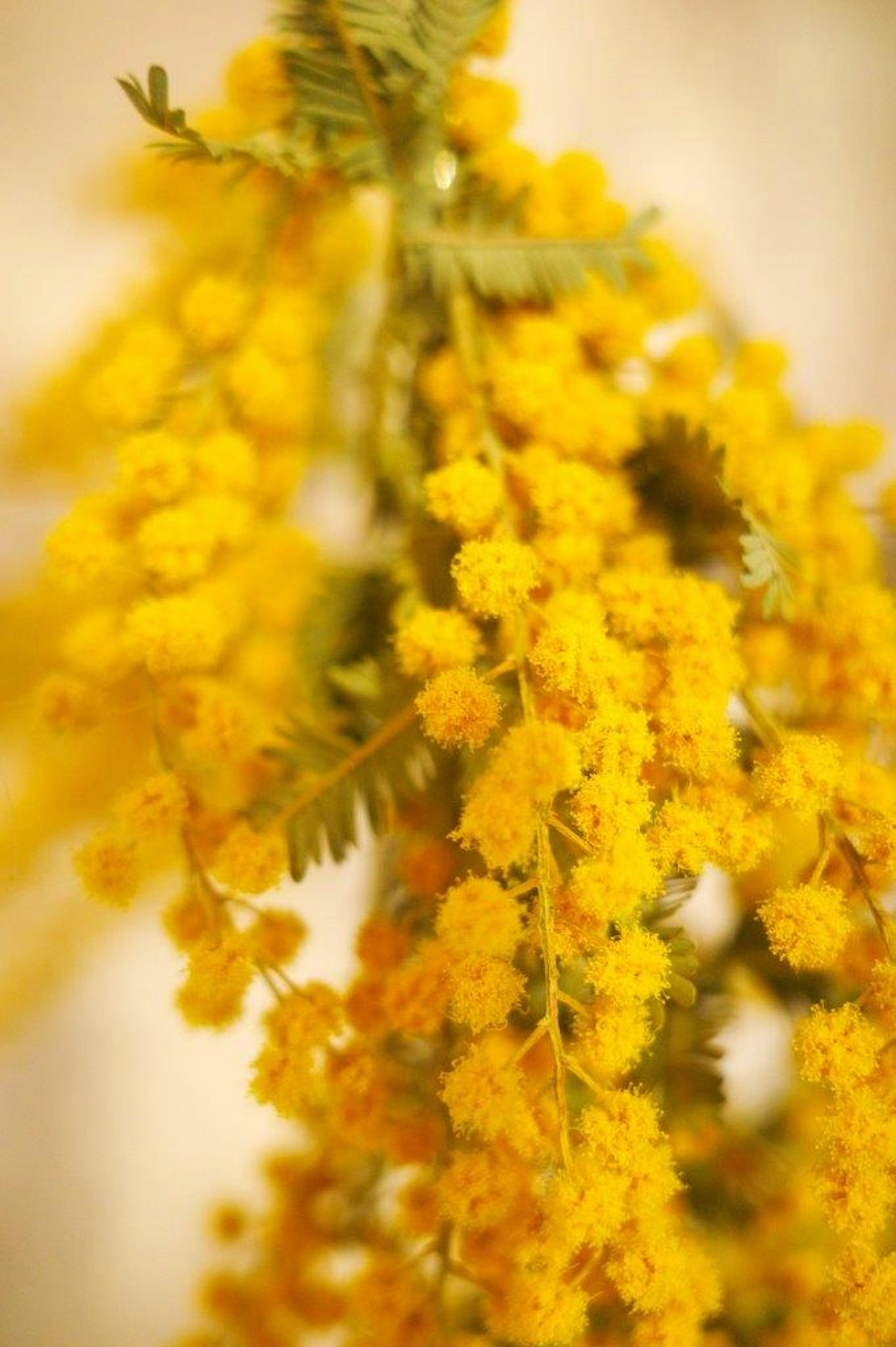 Un bouquet de fleurs de mimosa jaunes suspendu