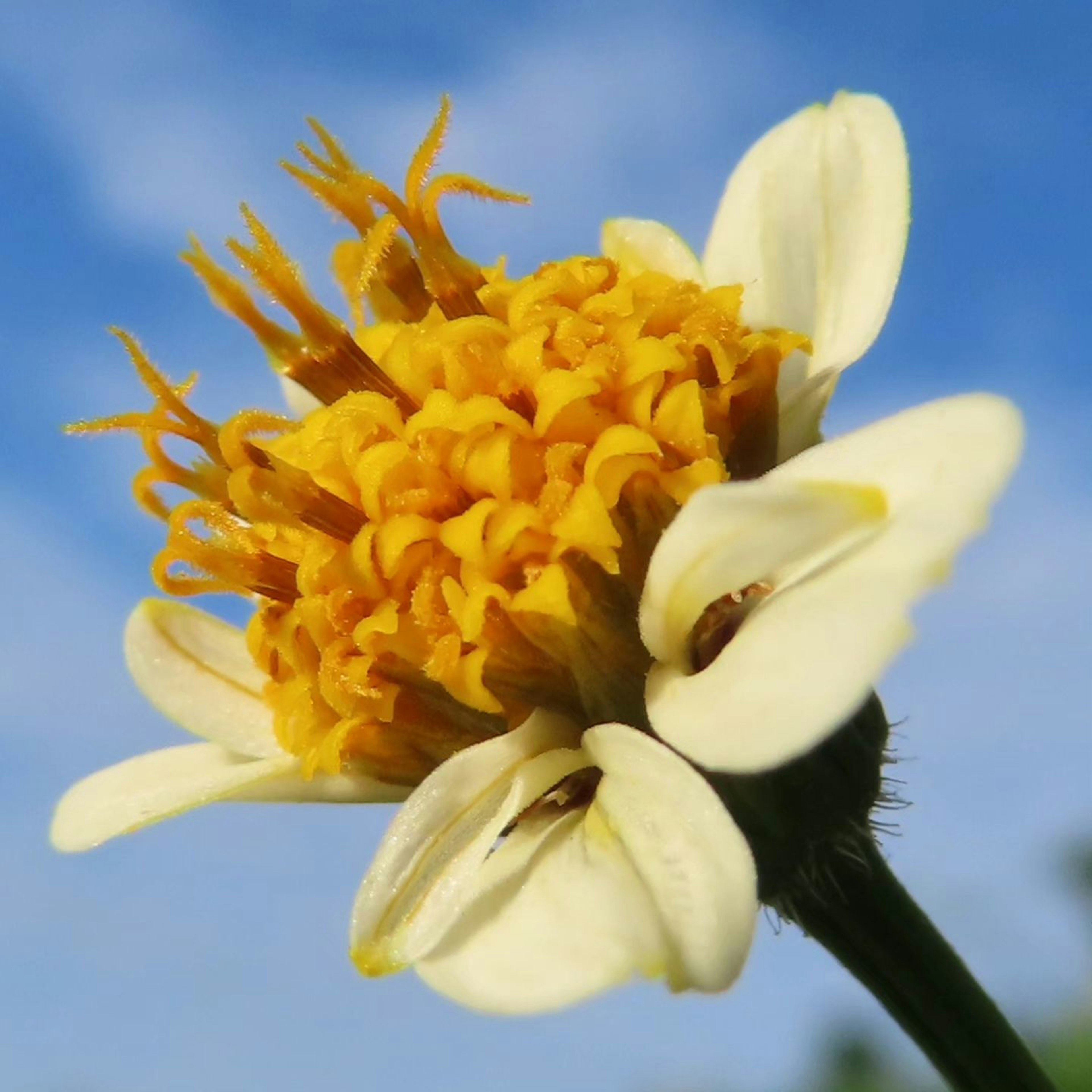 Acercamiento de una flor amarilla vibrante con pétalos blancos y un centro intrincado