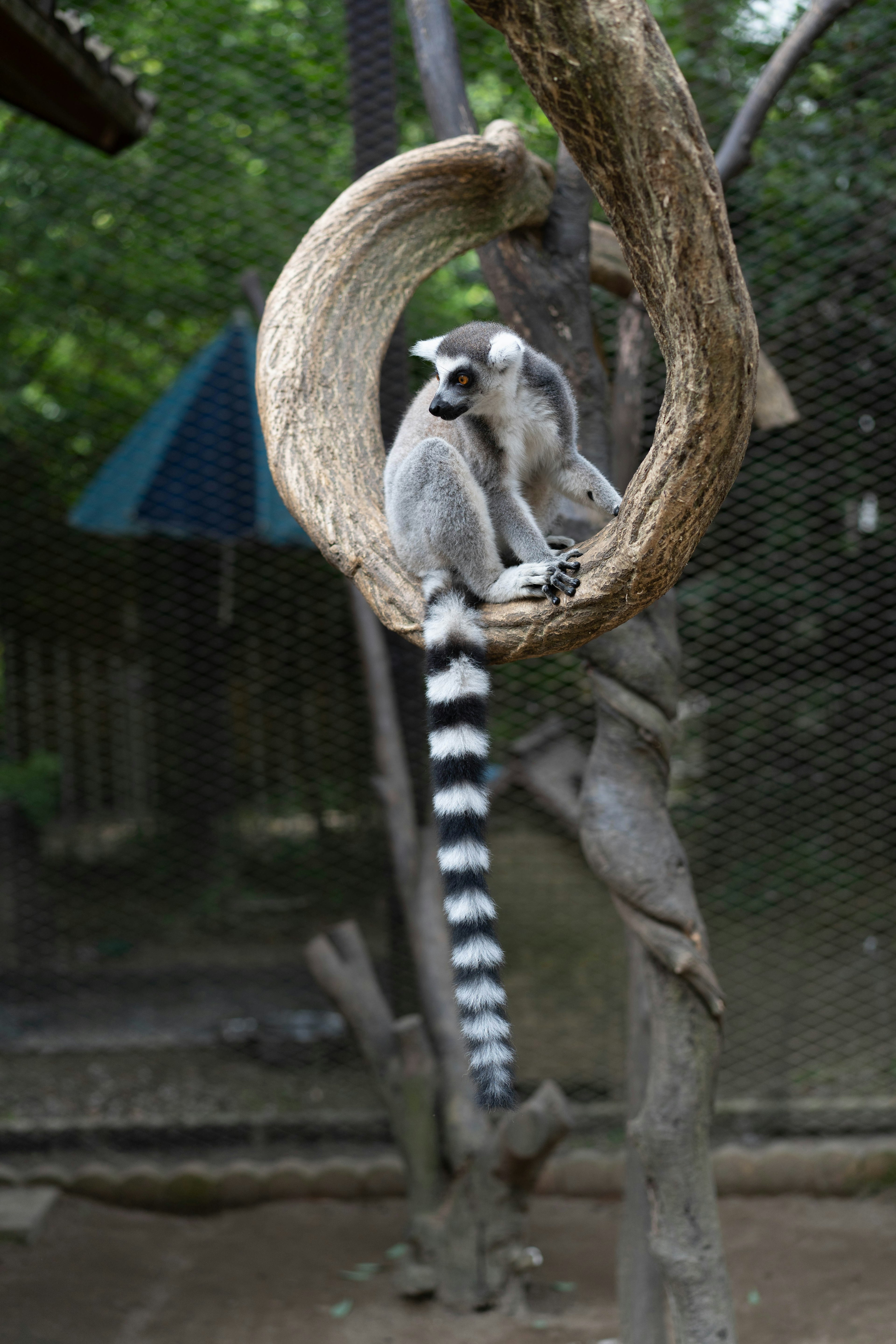 Ring-tailed lemur sitting in a wooden hoop surrounded by greenery