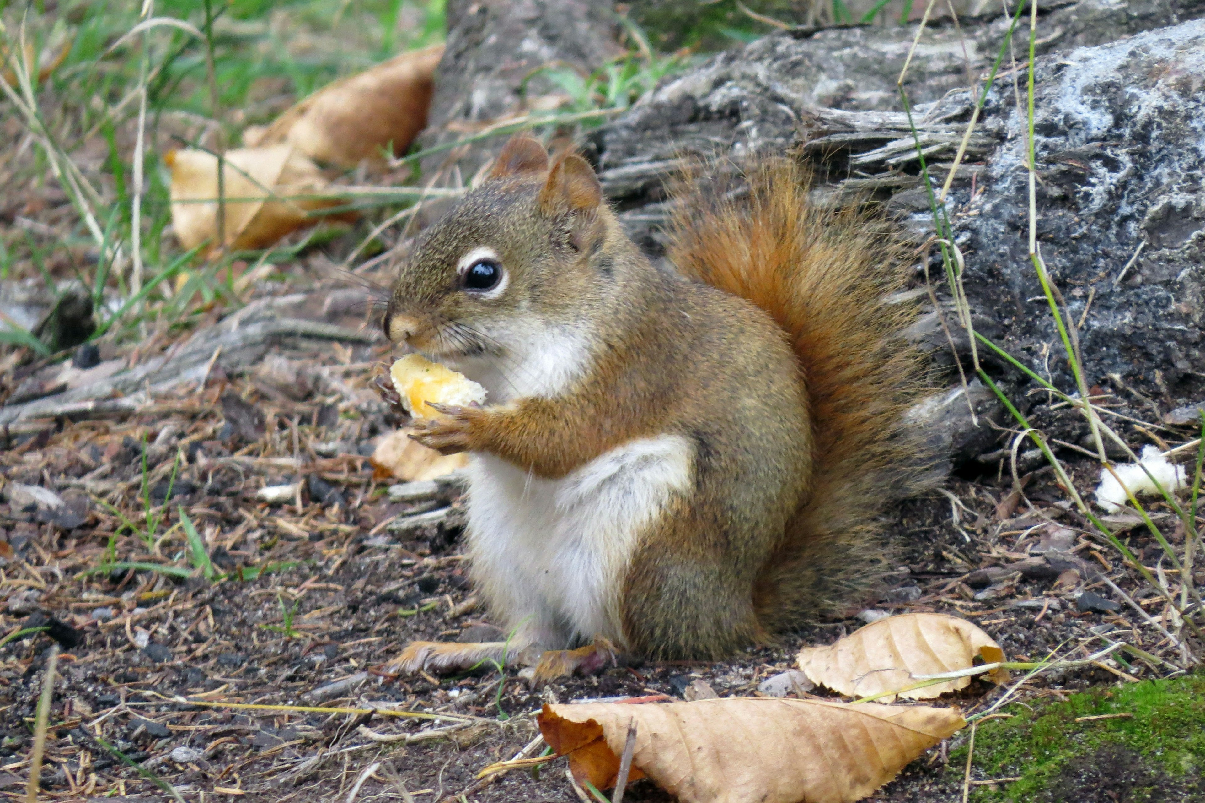 A squirrel holding food while sitting on the ground near a tree