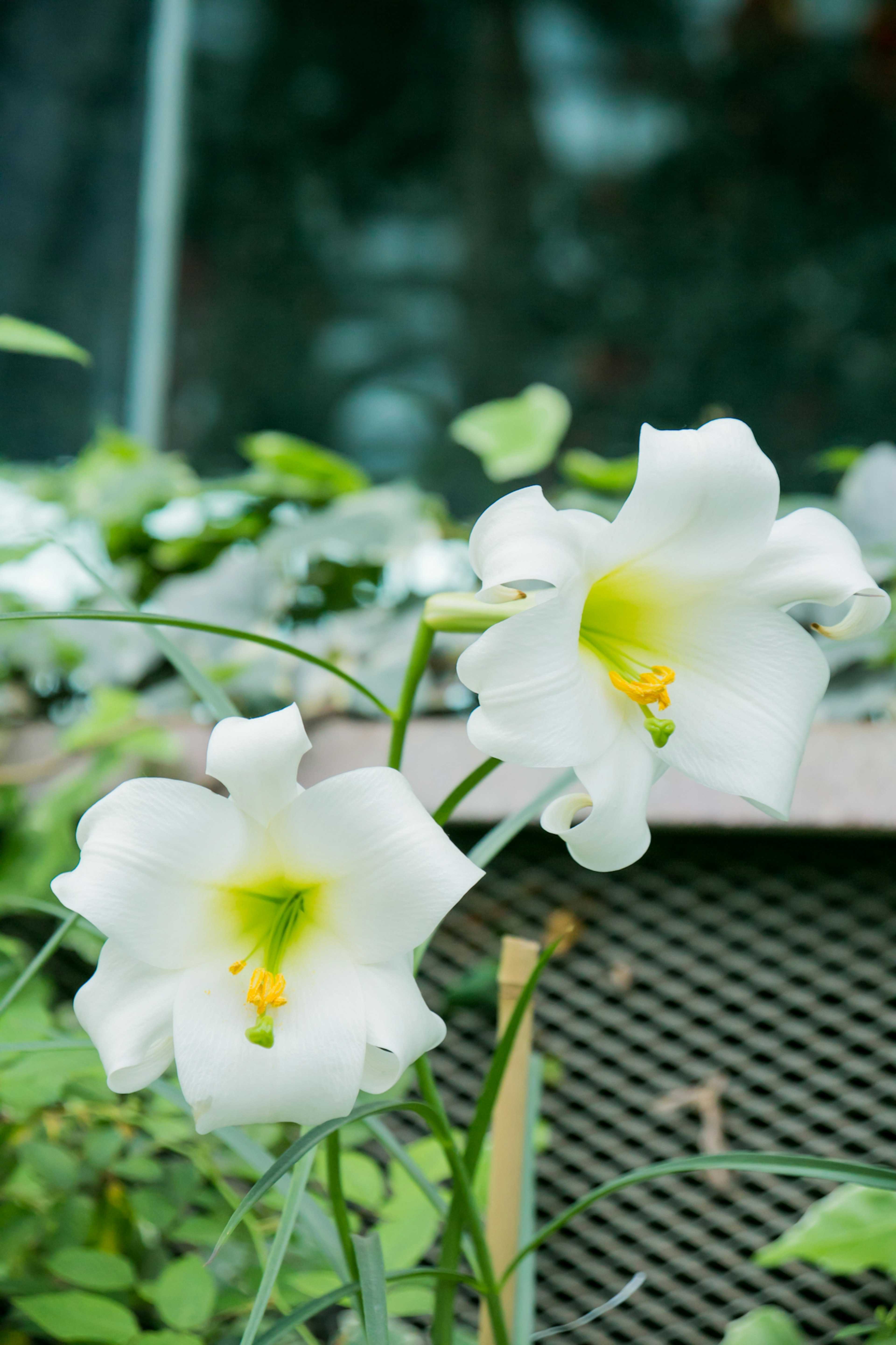 白いユリの花が二つ咲いている背景には緑の葉が広がっている