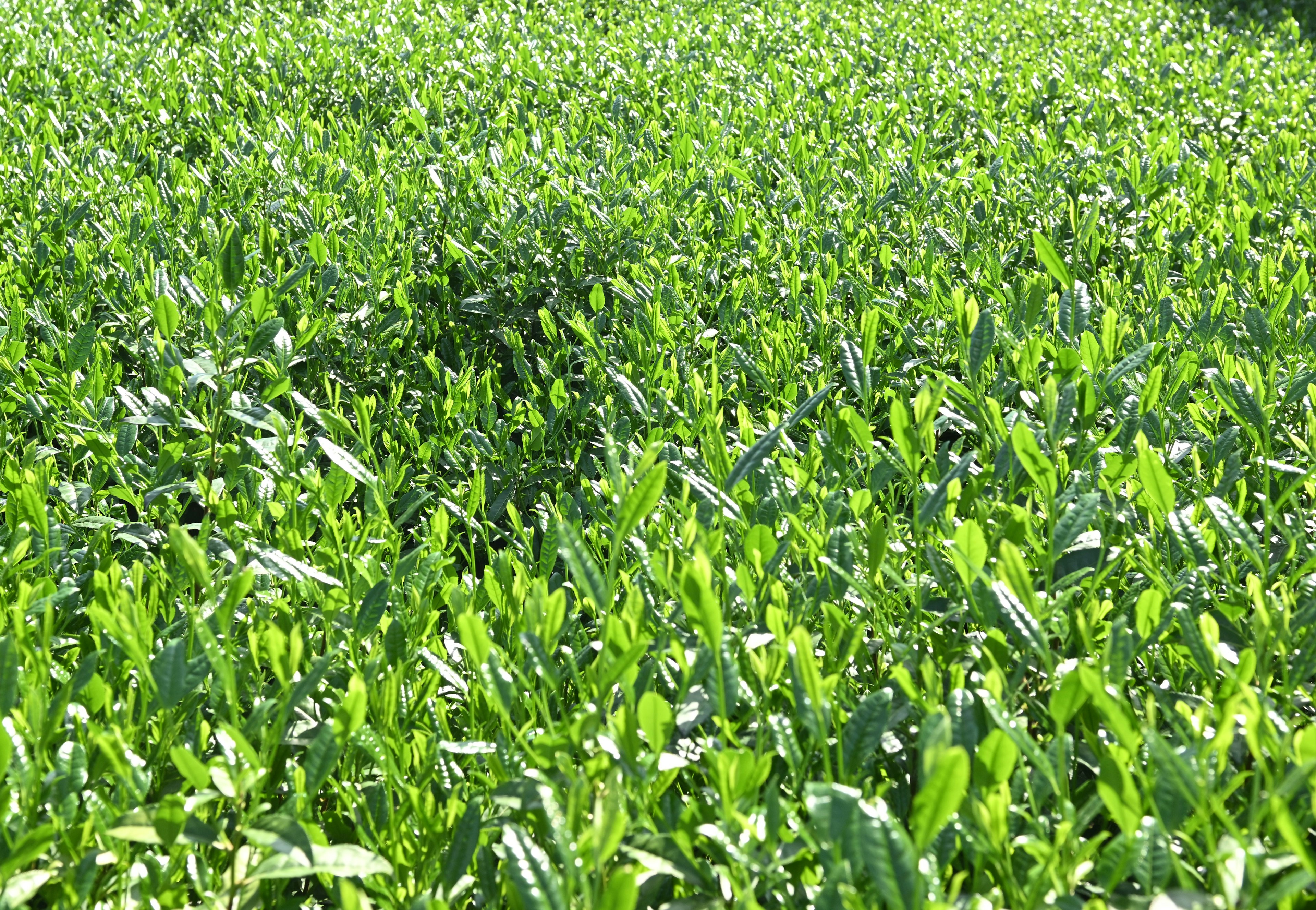 Amplio campo agrícola cubierto de hojas verdes exuberantes