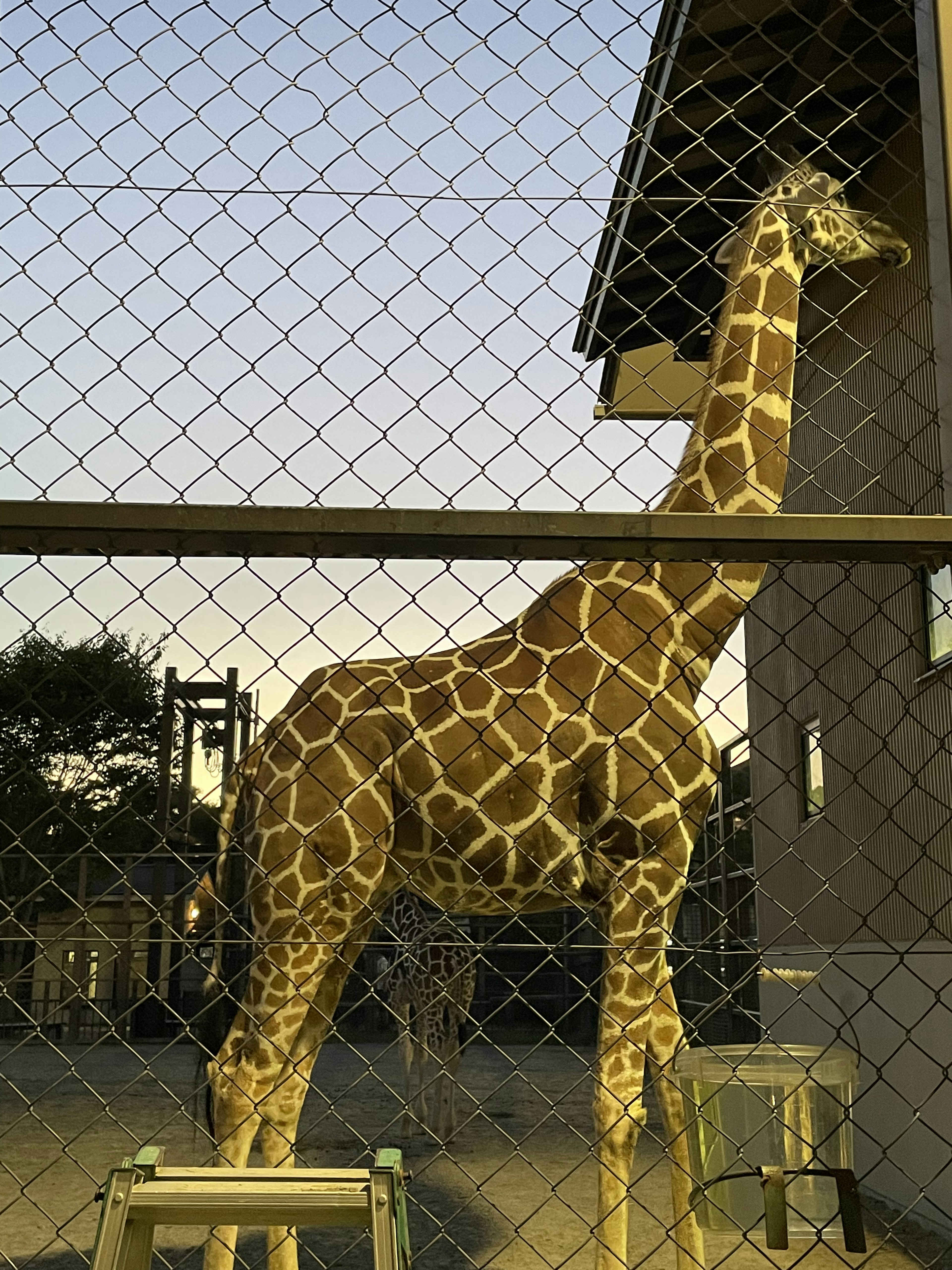 Jirafa de pie detrás de una cerca con un edificio al fondo