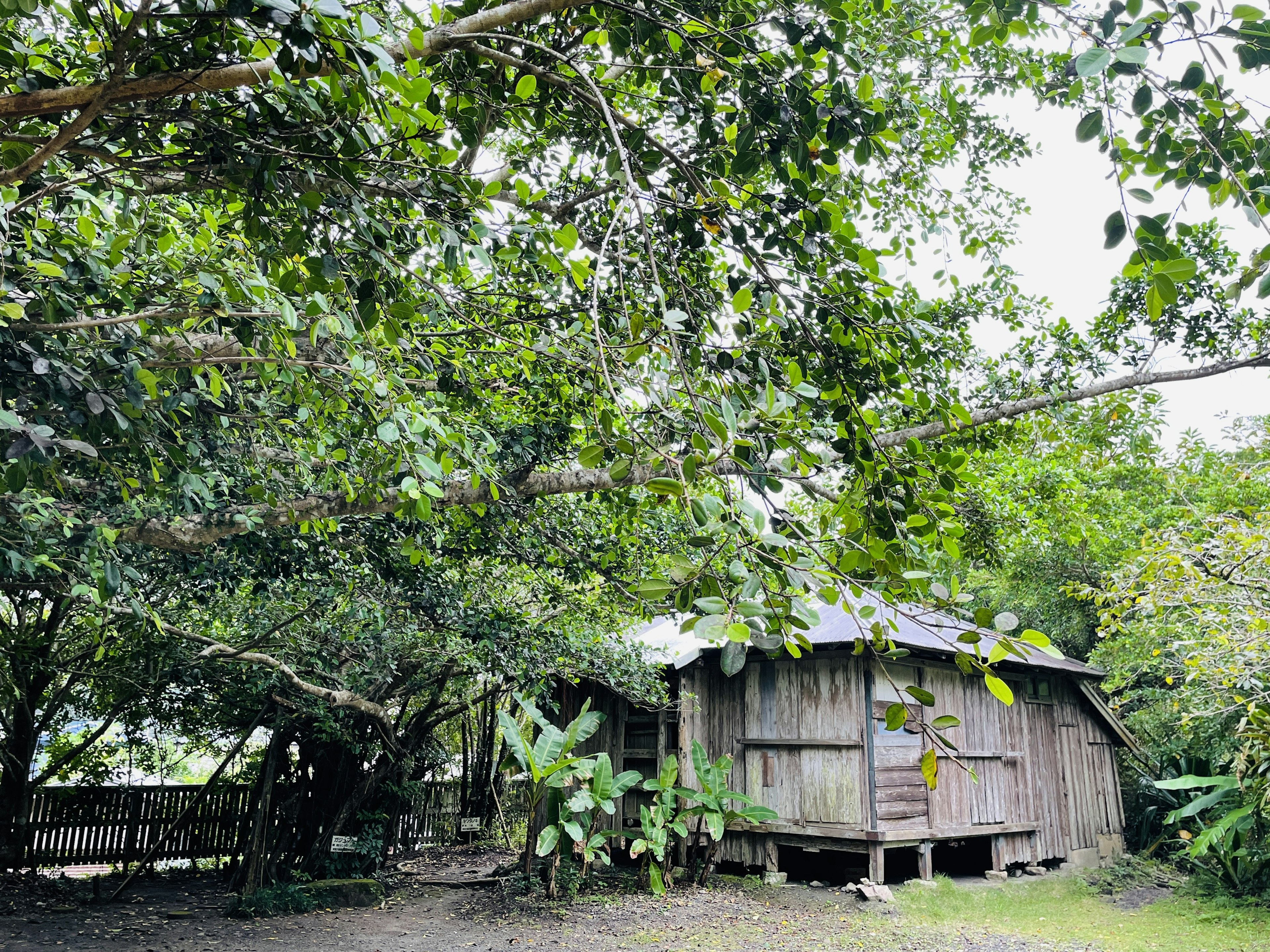 Wooden house surrounded by lush green trees