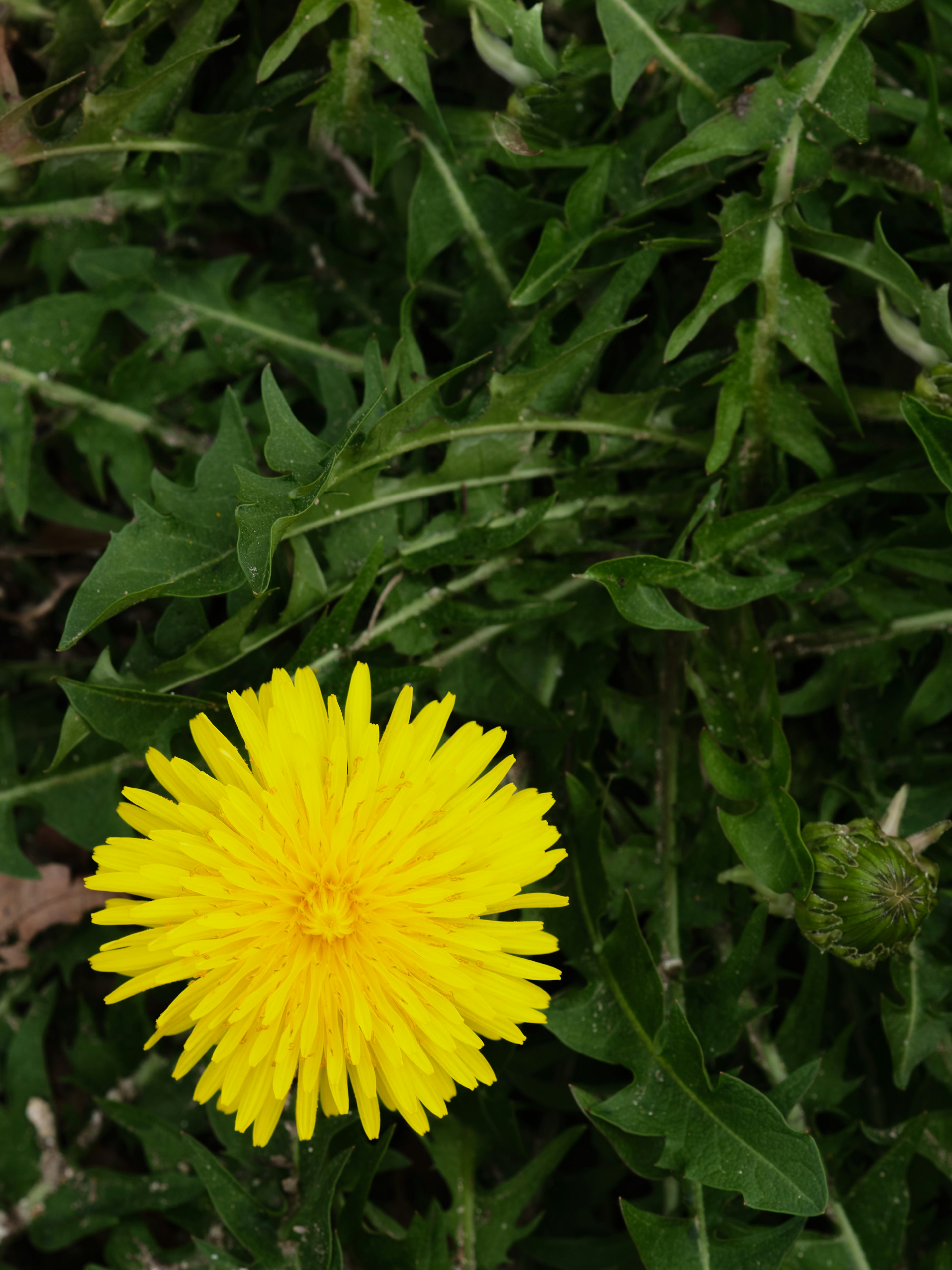 Bright yellow dandelion flower blooming among green leaves