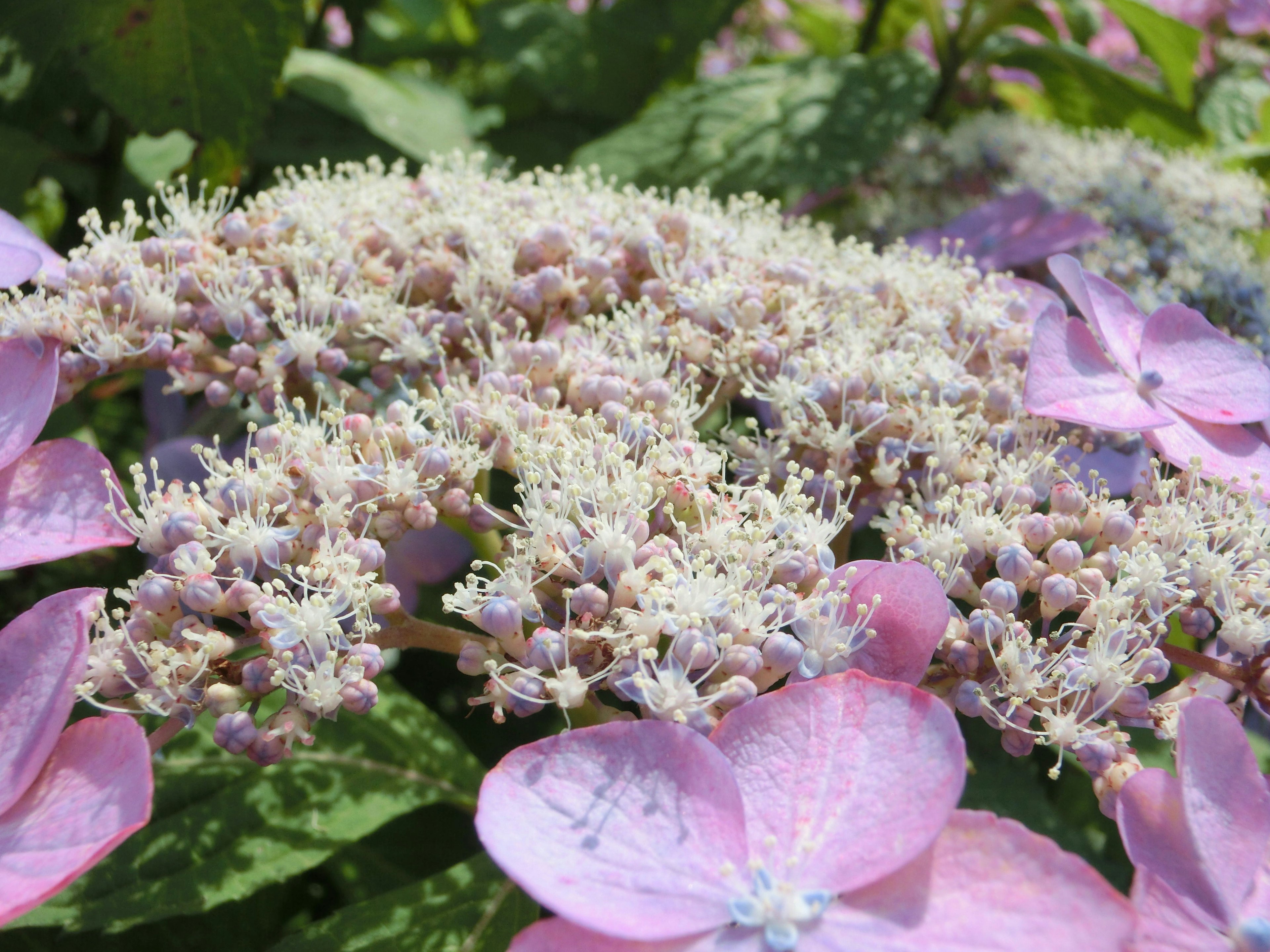 薄いピンク色の花と白い花弁のハイドランジアの花のクローズアップ