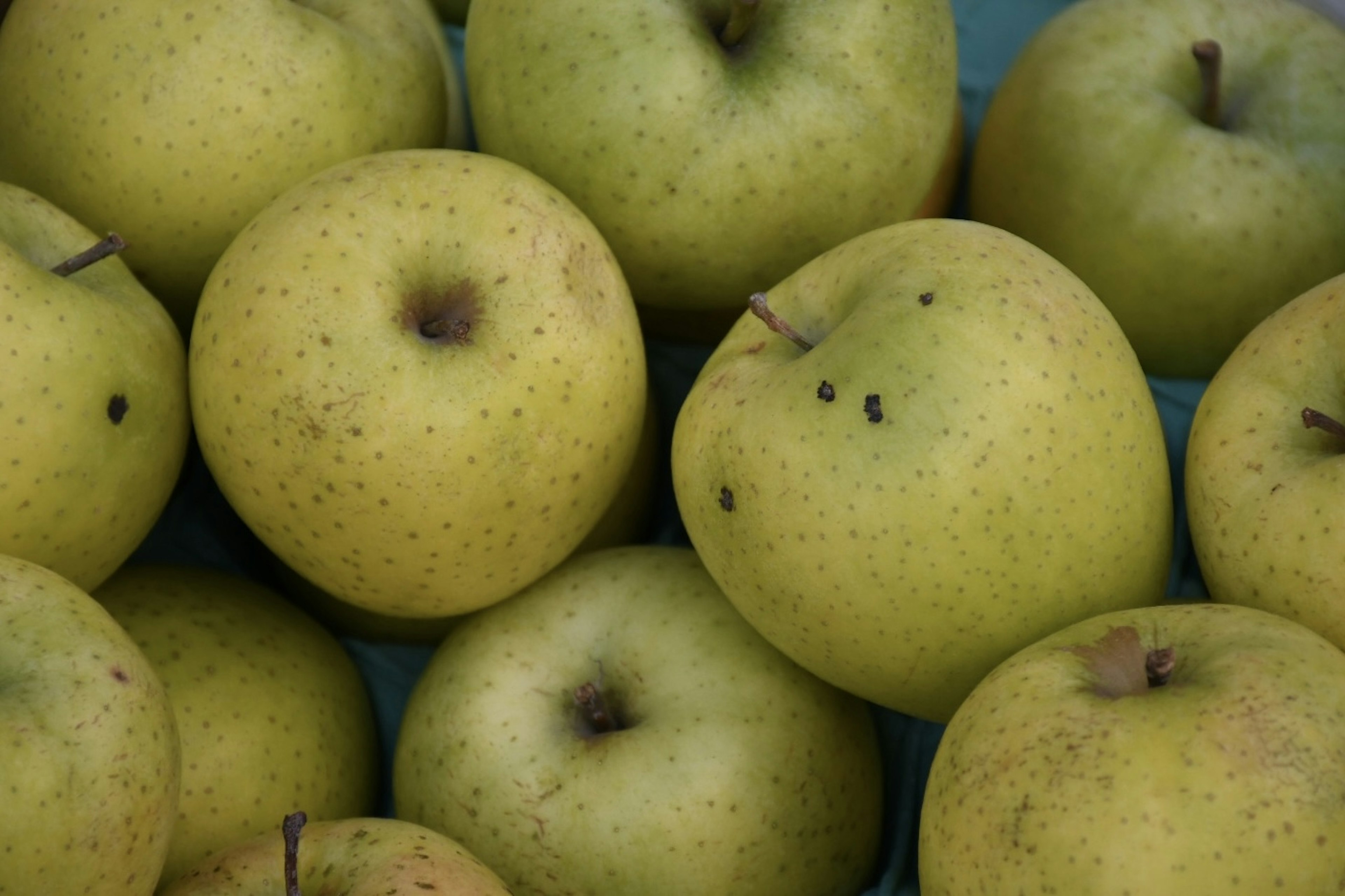 A collection of greenish-yellow apples stacked together