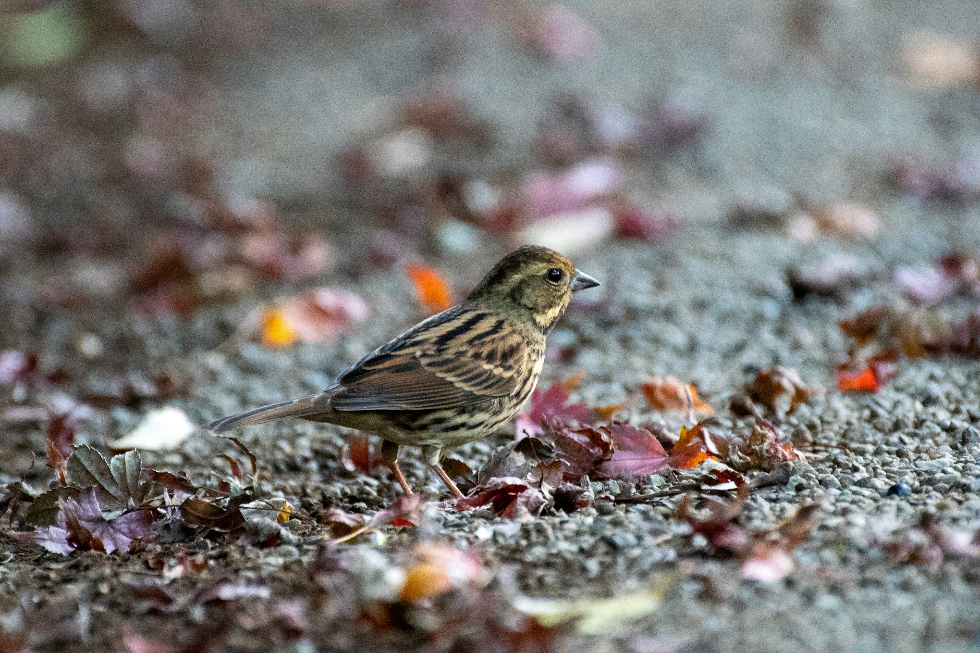 Un piccolo uccello che cammina sul terreno coperto di foglie