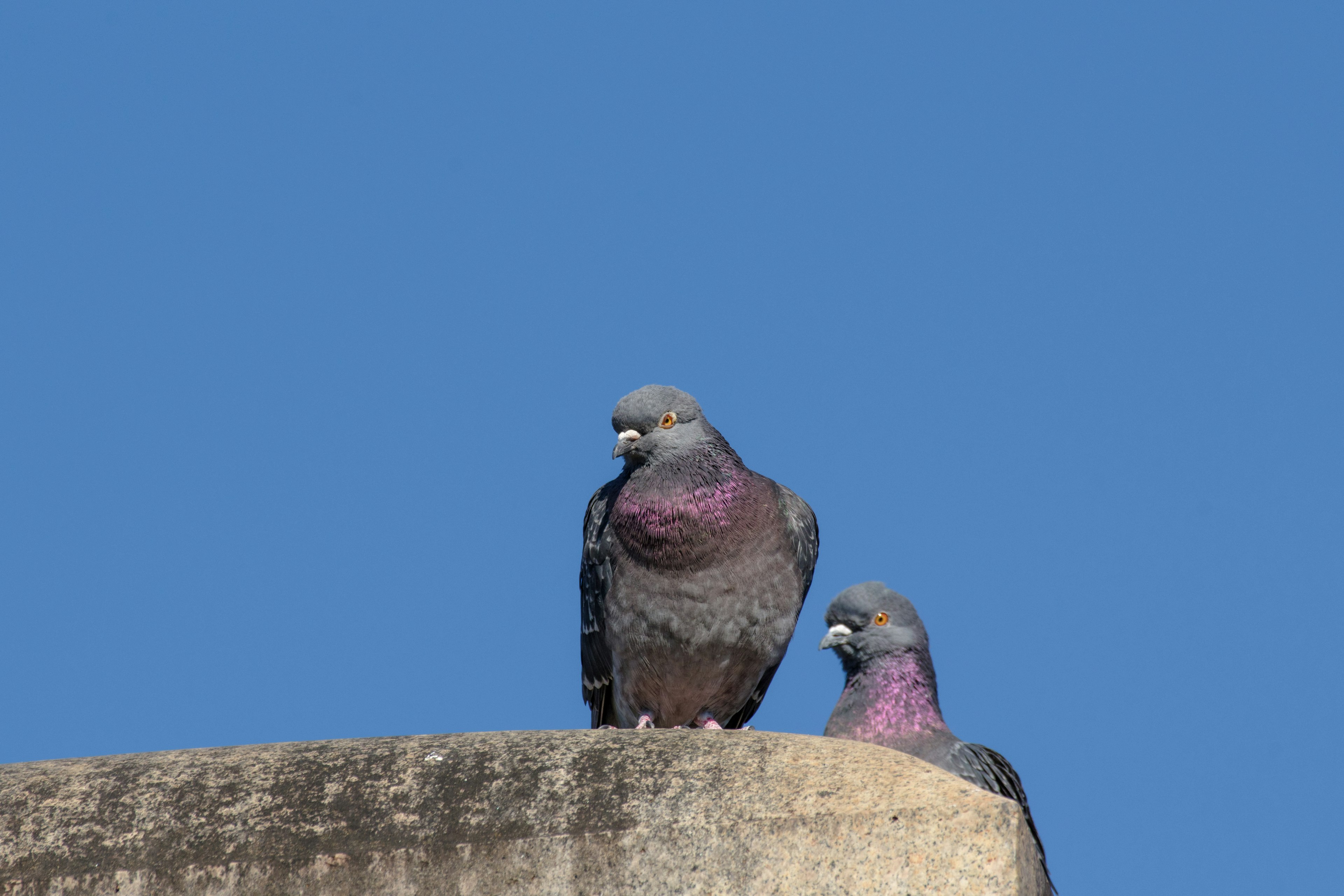 Zwei Tauben sitzen auf einer Betonkante unter einem klaren blauen Himmel