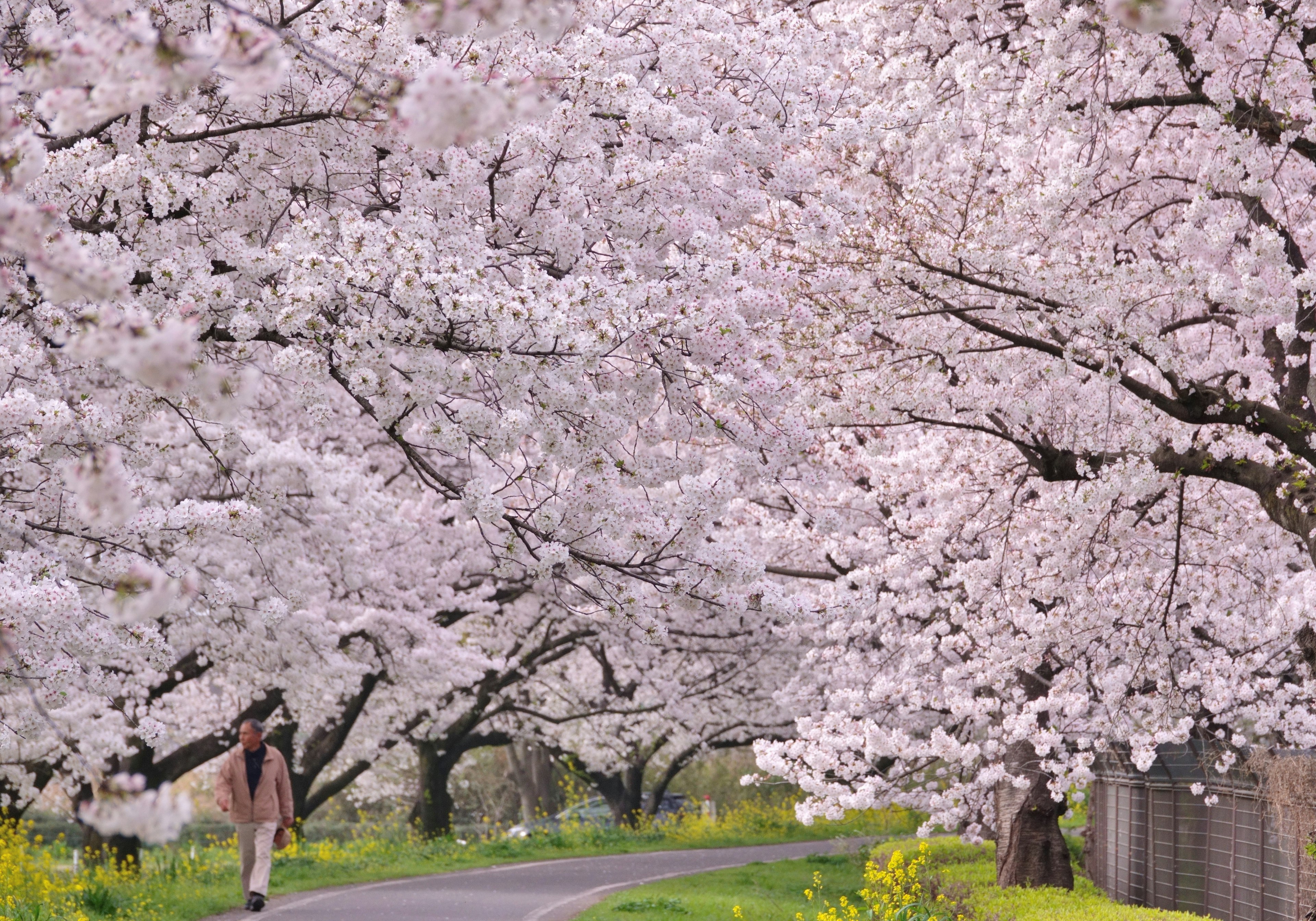 桜の木が咲き誇る道を歩く人